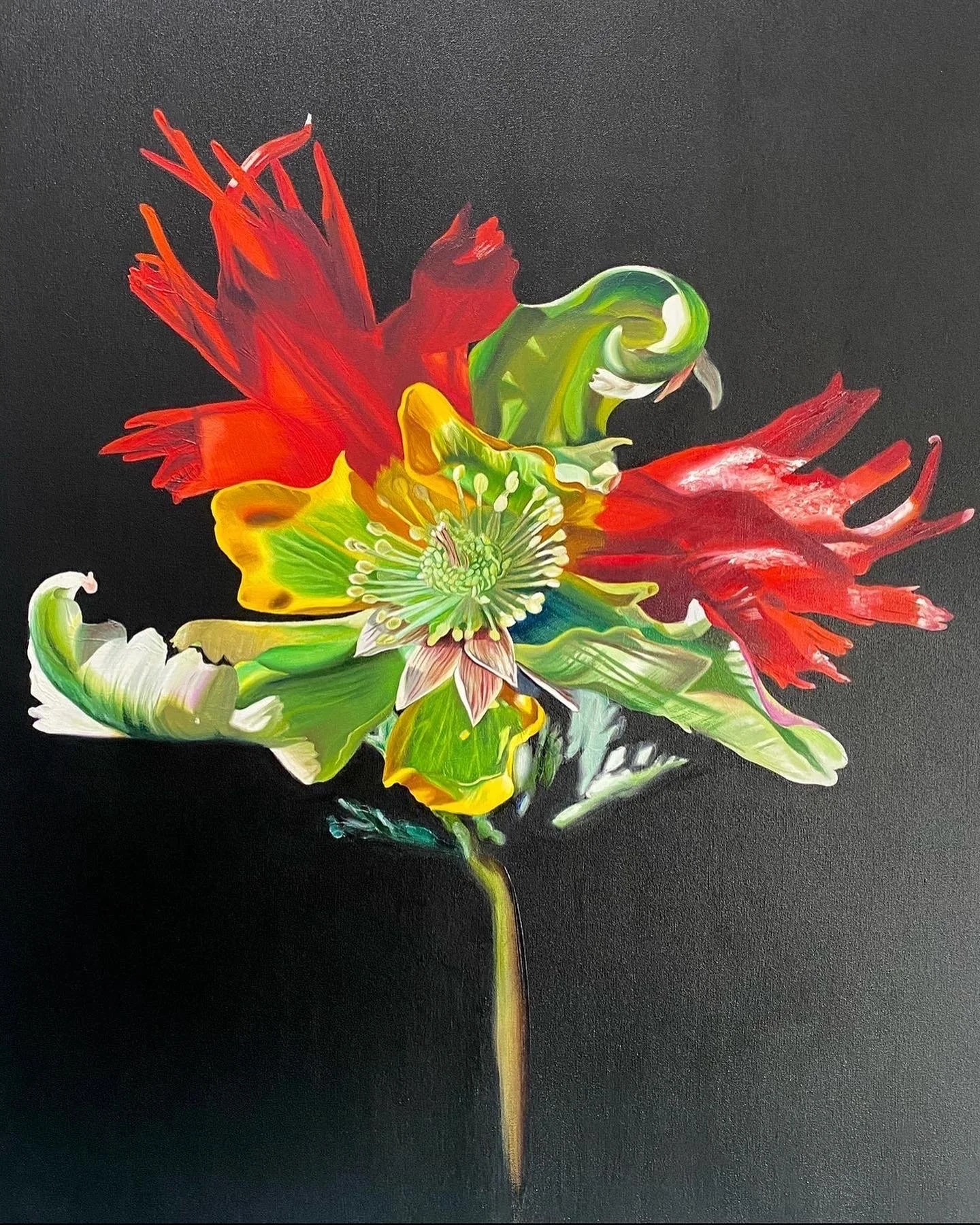 Helleleo mutabilis, Hybrid No. 62
Sold