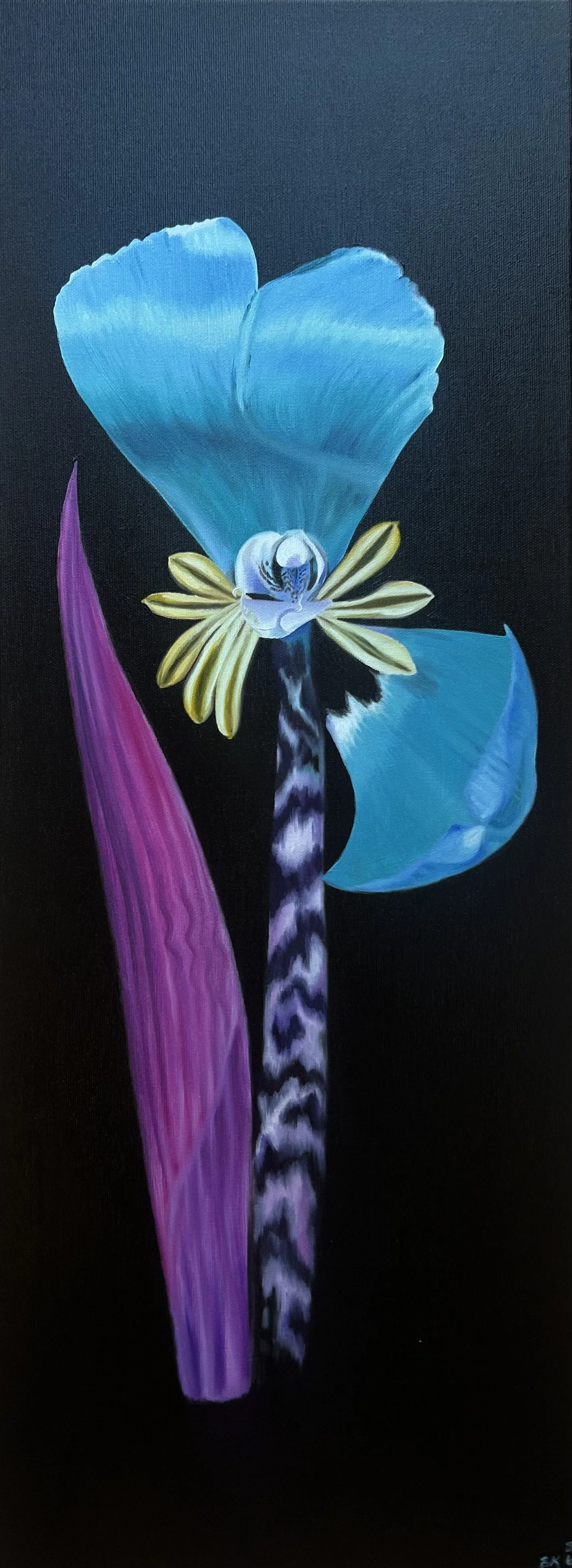 Title: Agapanthipa colorata 

Medium: oil on canvas 

Size: 30 x 80cm 

Year: 2026 