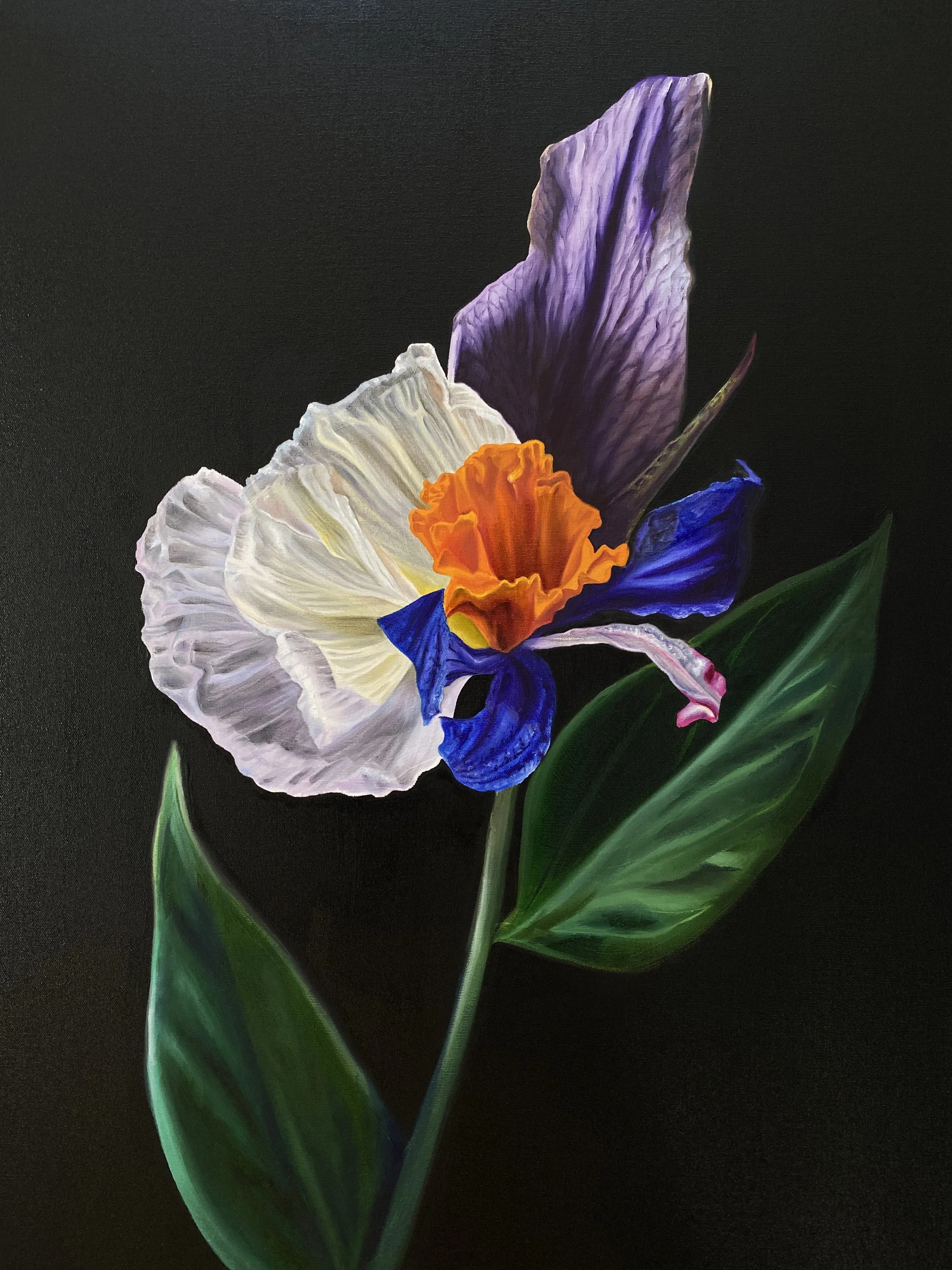 Title: “Narcissatis vernus, Hybrid No. 45”
Medium: Oil on canvas
Size: 60 x 80cm 
Year: 2020
Price: €2900

