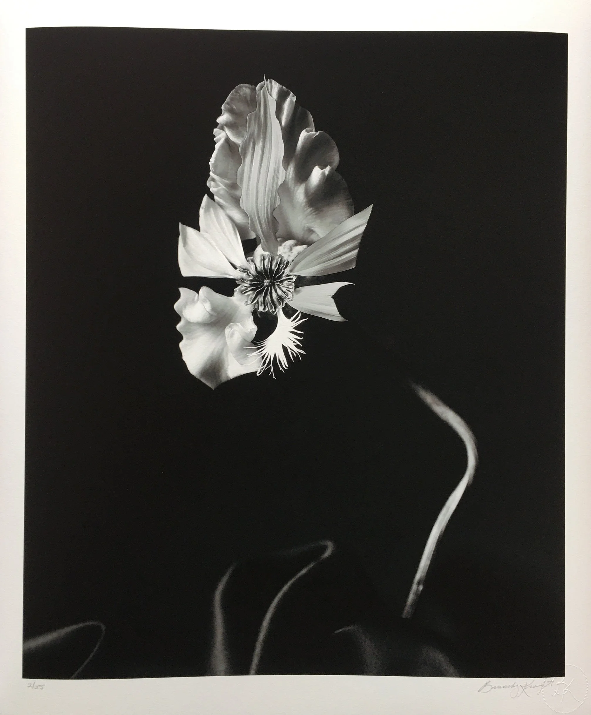 Gladianthus secas.jpg