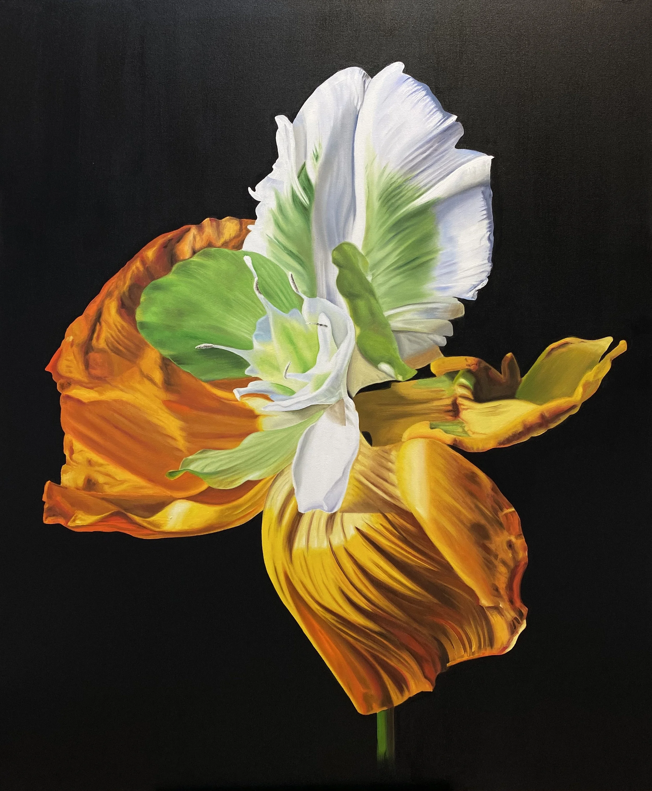 Euchalipa xanthovirifolia, Hybrid No. 46
Sold