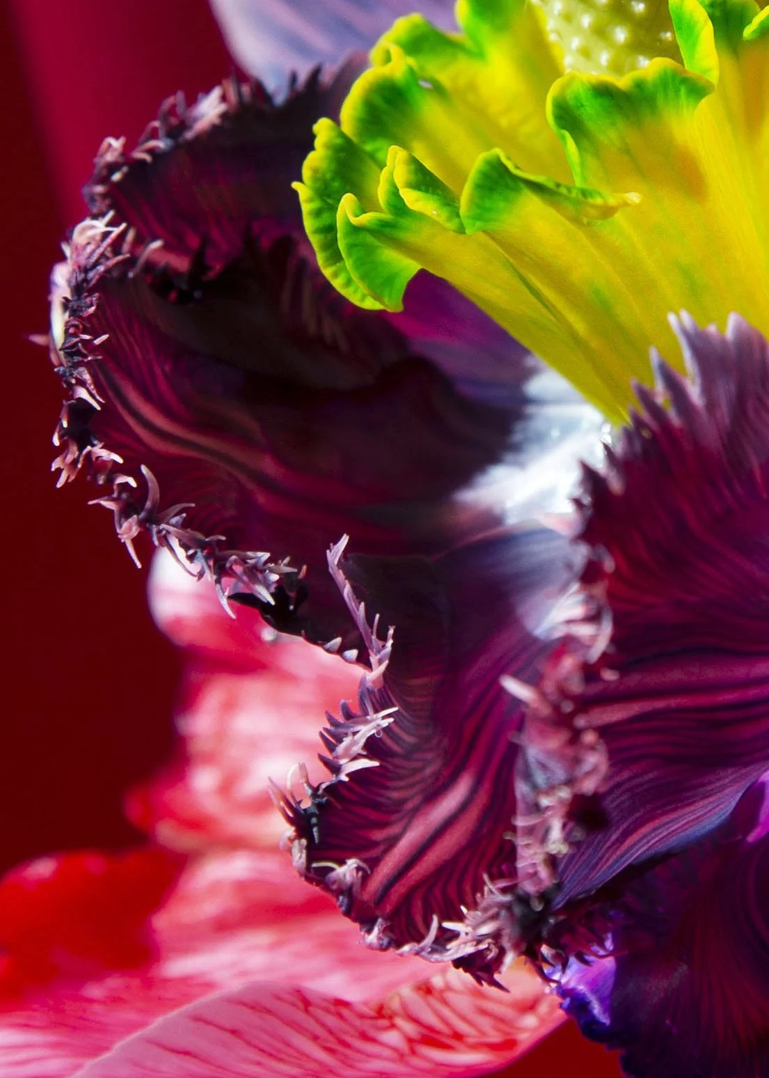 Paeonissus luminosus crop