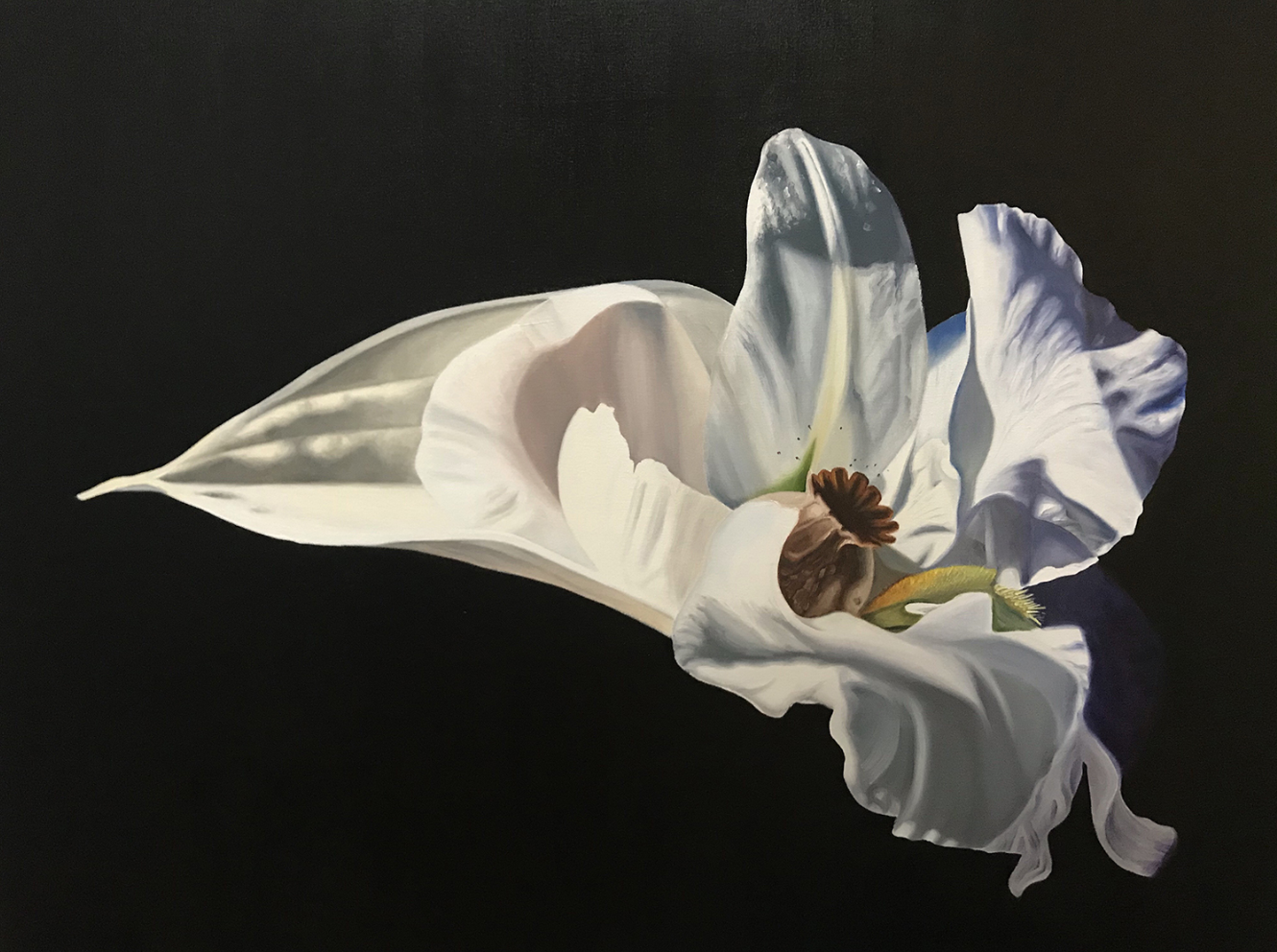 Albopictus maximus, Hybrid No. 28
Sold