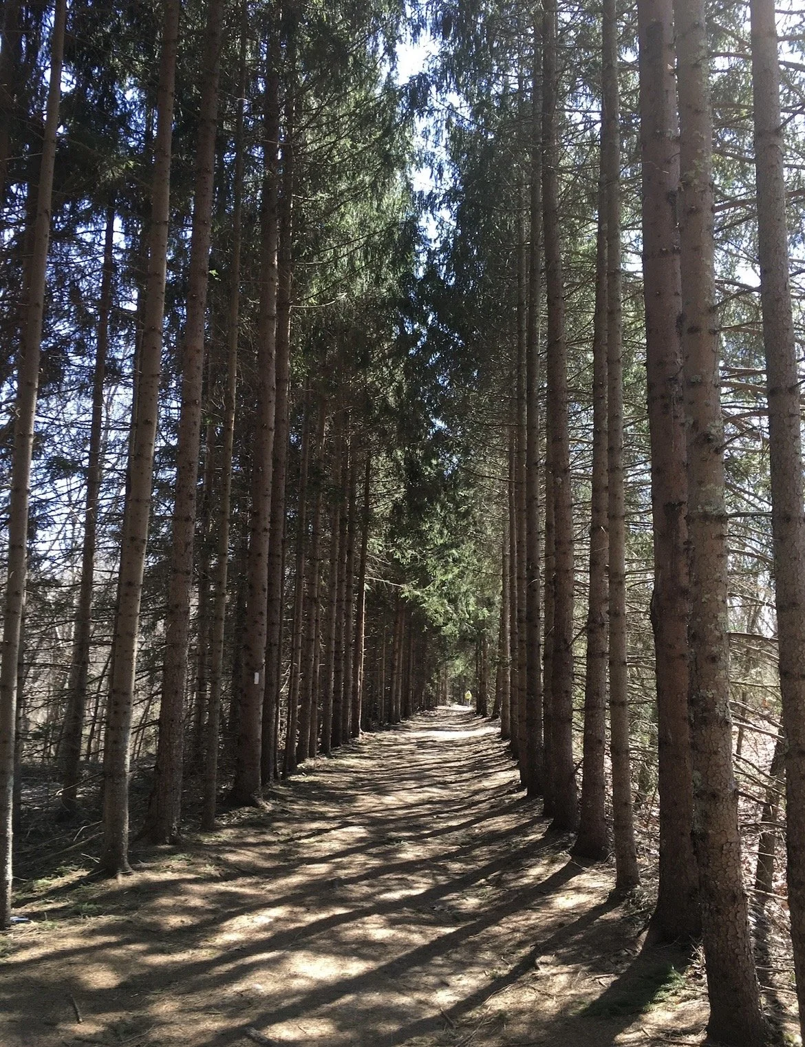A dirt trail through a dense forest of tall, thin pine trees with sunlight filtering through the branches.