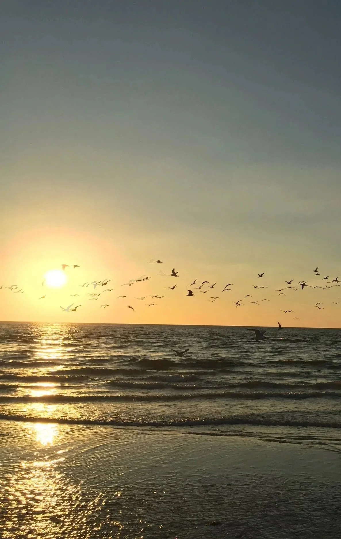A sunset over the ocean with many seagulls flying in the sky.