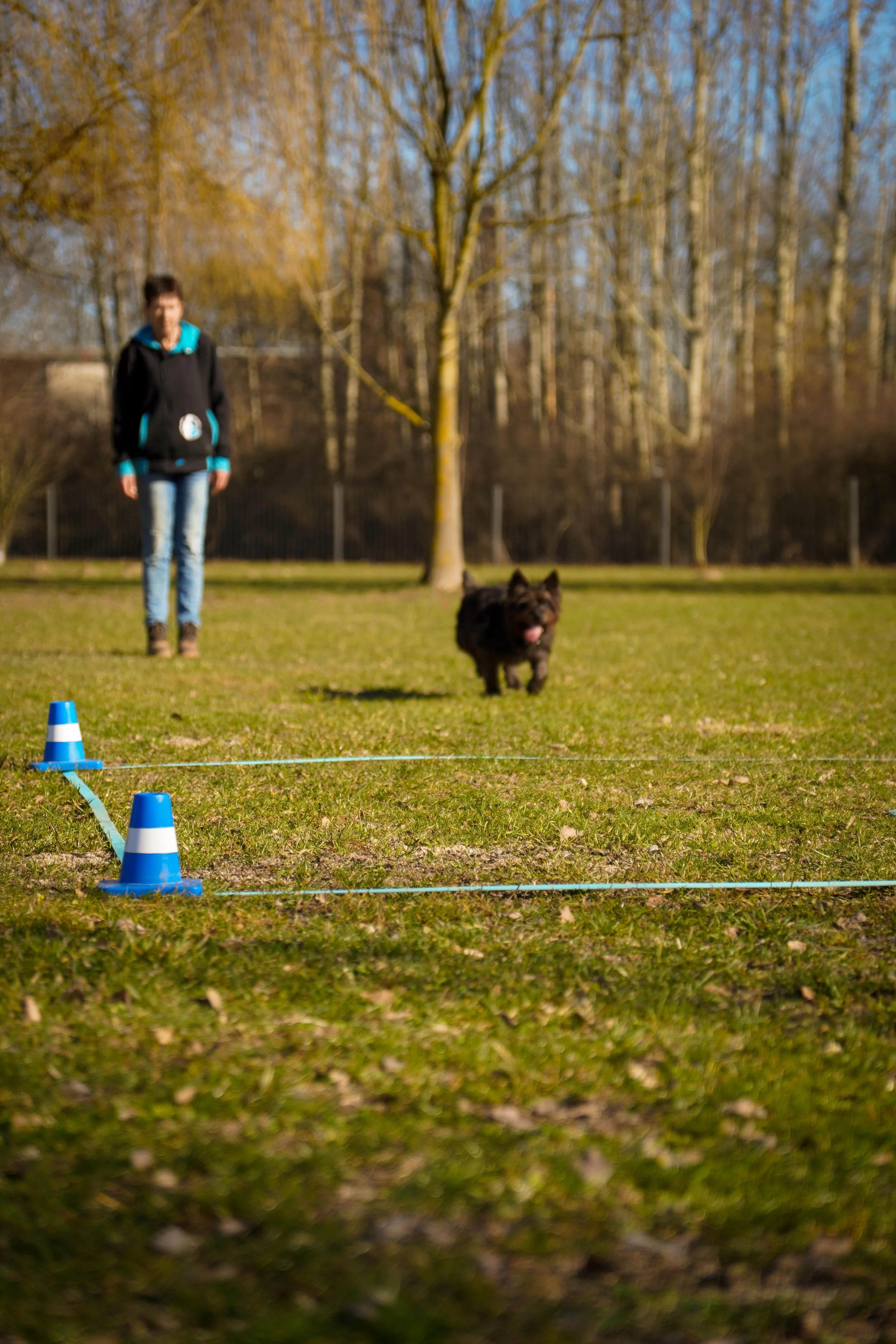 Hund läuft Fuß neben einer Person