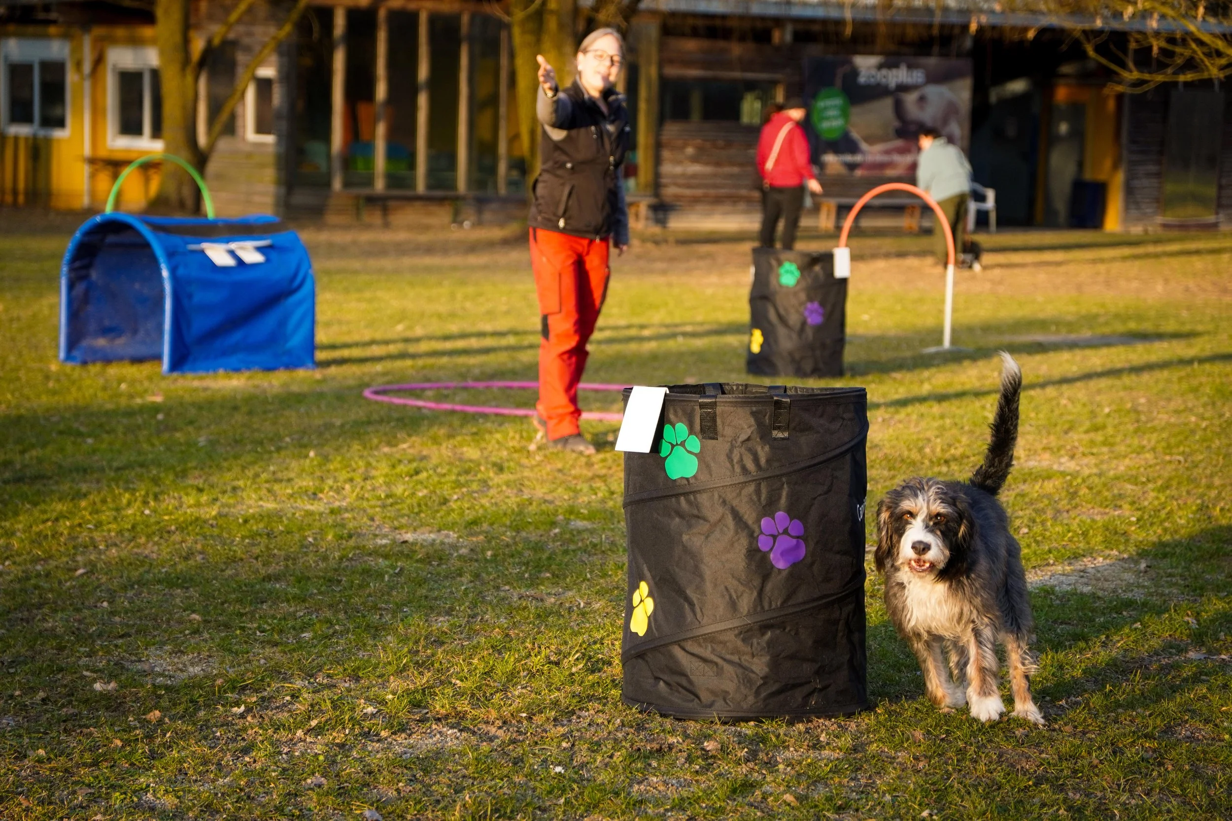 Hund läuft durch einen Hoopers-Tunnel