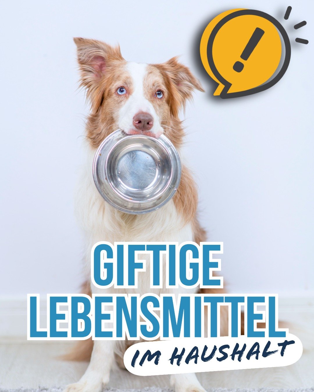 🐶⚠️ Gut gemeint ist nicht immer gut gemacht.
Viele ganz normale Lebensmittel k&ouml;nnen f&uuml;r Hunde gef&auml;hrlich oder sogar lebensbedrohlich sein.

💛 Im Zweifel lieber nichts vom Tisch &ndash; dein Hund dankt es dir.

#hundewissen #hundegesu