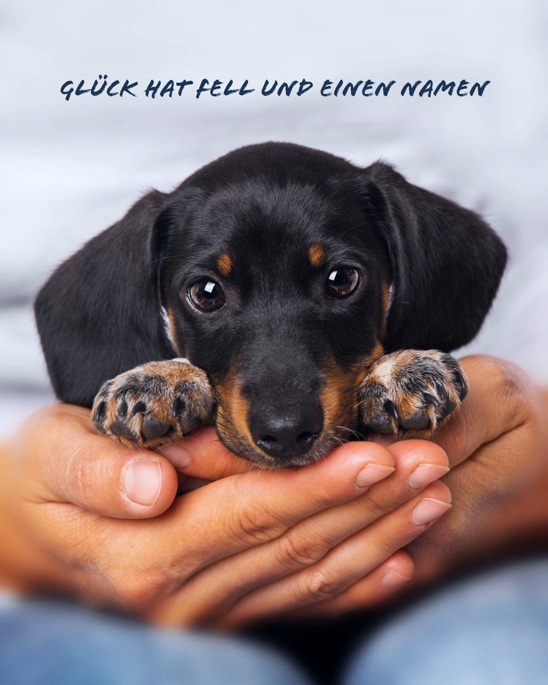 #hundeliebe #gl&uuml;ckaufvierpfoten #hundemensch #lebenmithund