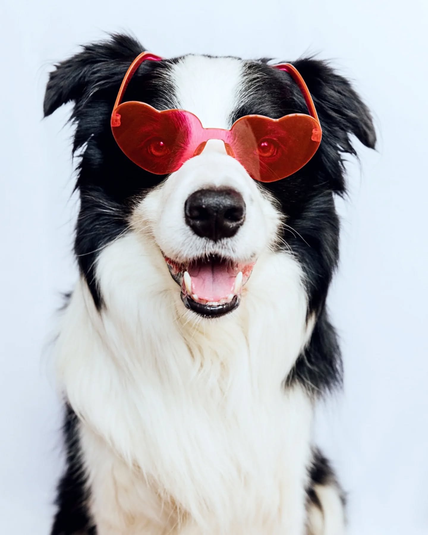 Happy Valentinesday💕
🐾
#valentinstag #valentinesdog #valentinesday #doglove #hundeliebe