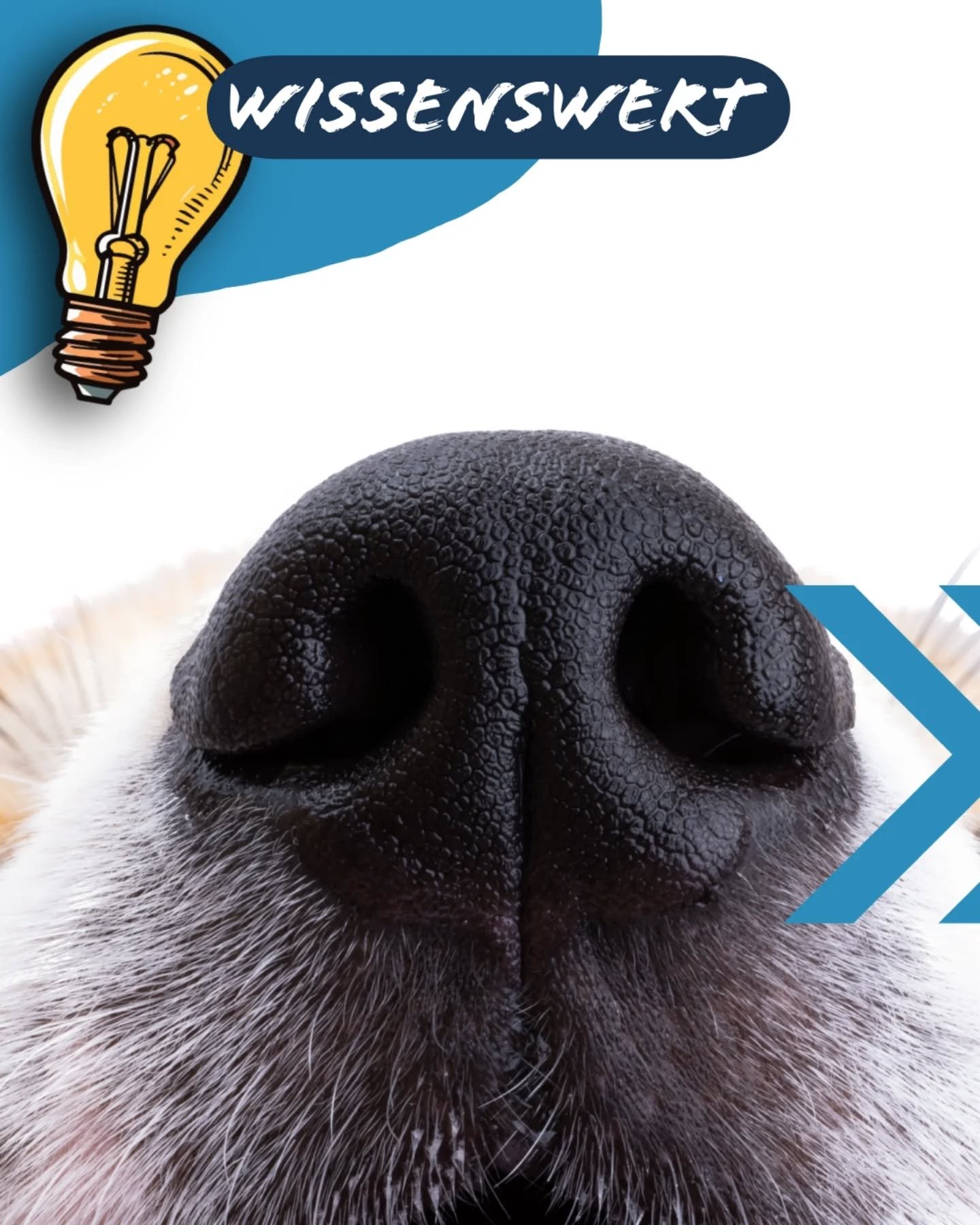 Wusstest du das?
🐾
#hundewissen #hundefakten #wissenswert #hundewelt #hundeliebe