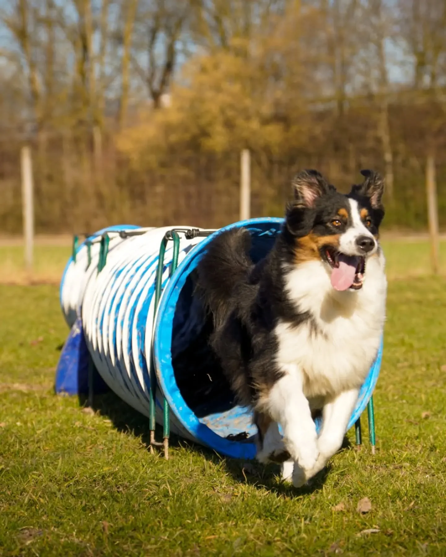 Tunnelzeit ist die einzige Zeit, in der &bdquo;im Dunkeln tappen&ldquo; absolut erw&uuml;nscht ist. 🕵️&zwj;♂️
🐾
#AgilityDog #Hundesport #Tunnelblick #AgilityTraining #canifit