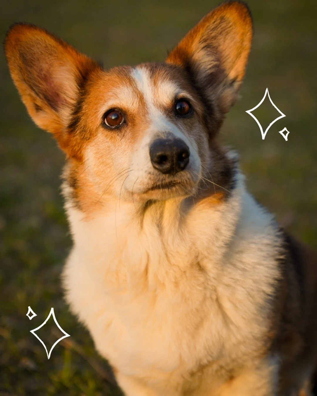 Little Beauty✨
🐾
#hundefotografie #dogphotography #hundeliebe #hundefoto #hundeportrait #doglove #hundeschule #hundeverein #alltagmithund #canifit