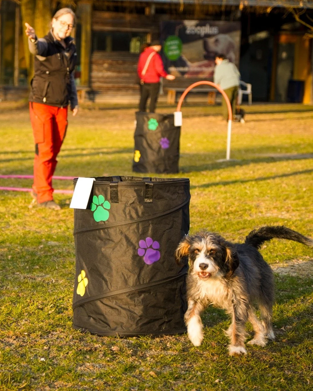 🟢 Konzentration, K&ouml;rpersprache und Teamwork auf Distanz.
Hoopers ist mehr als Parcoursarbeit &ndash; es ist feine Kommunikation zwischen Mensch und Hund.

💚 Ruhig f&uuml;hren. Klar bleiben. Gemeinsam wachsen.

#hoopers #hooperstraining #hundet