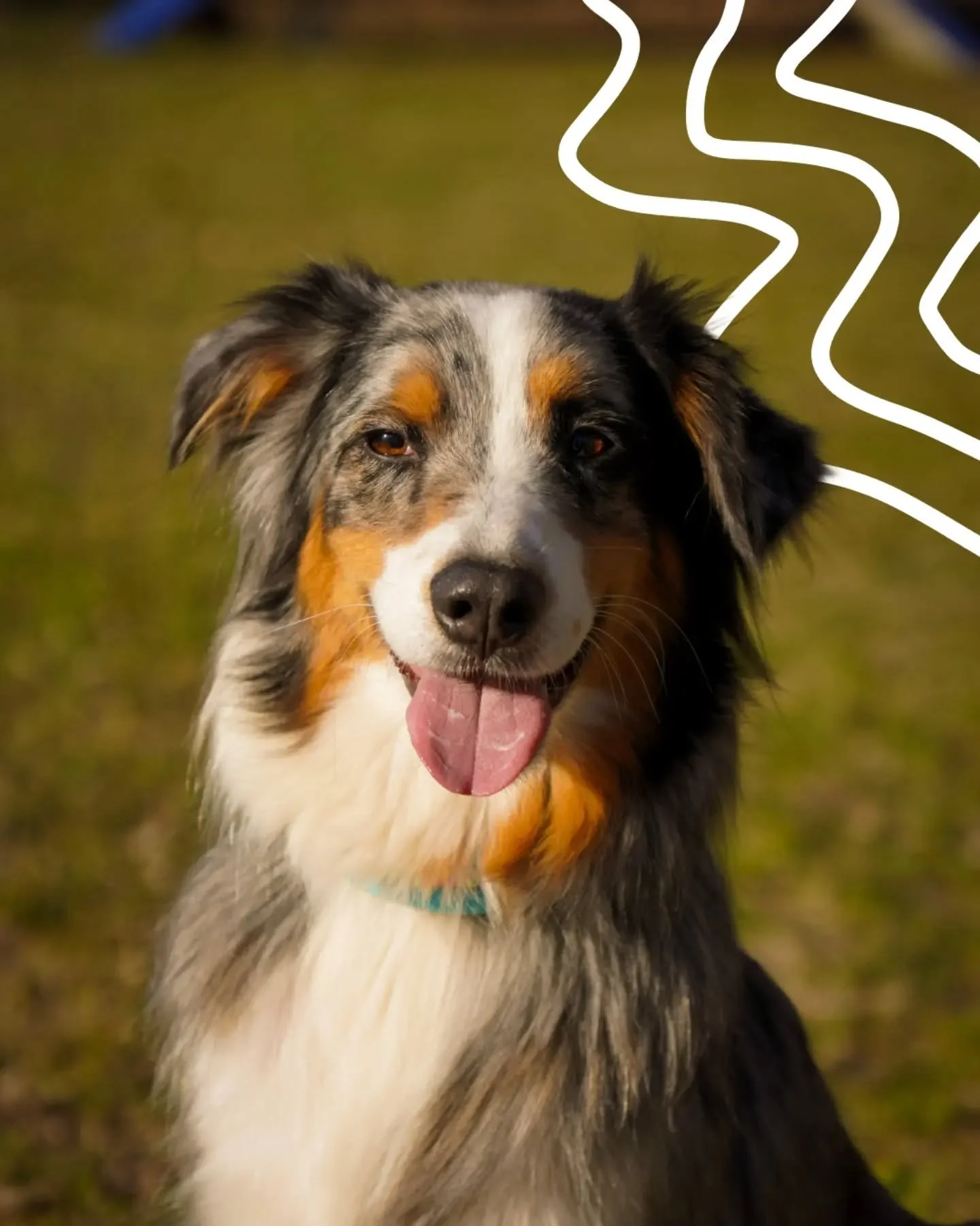 Minie w&uuml;nscht euch einen sch&ouml;nen Sonntag💕
🐾
#hundefotografie #tierfotografie #hundecontent #hundecommunity #hundeliebe