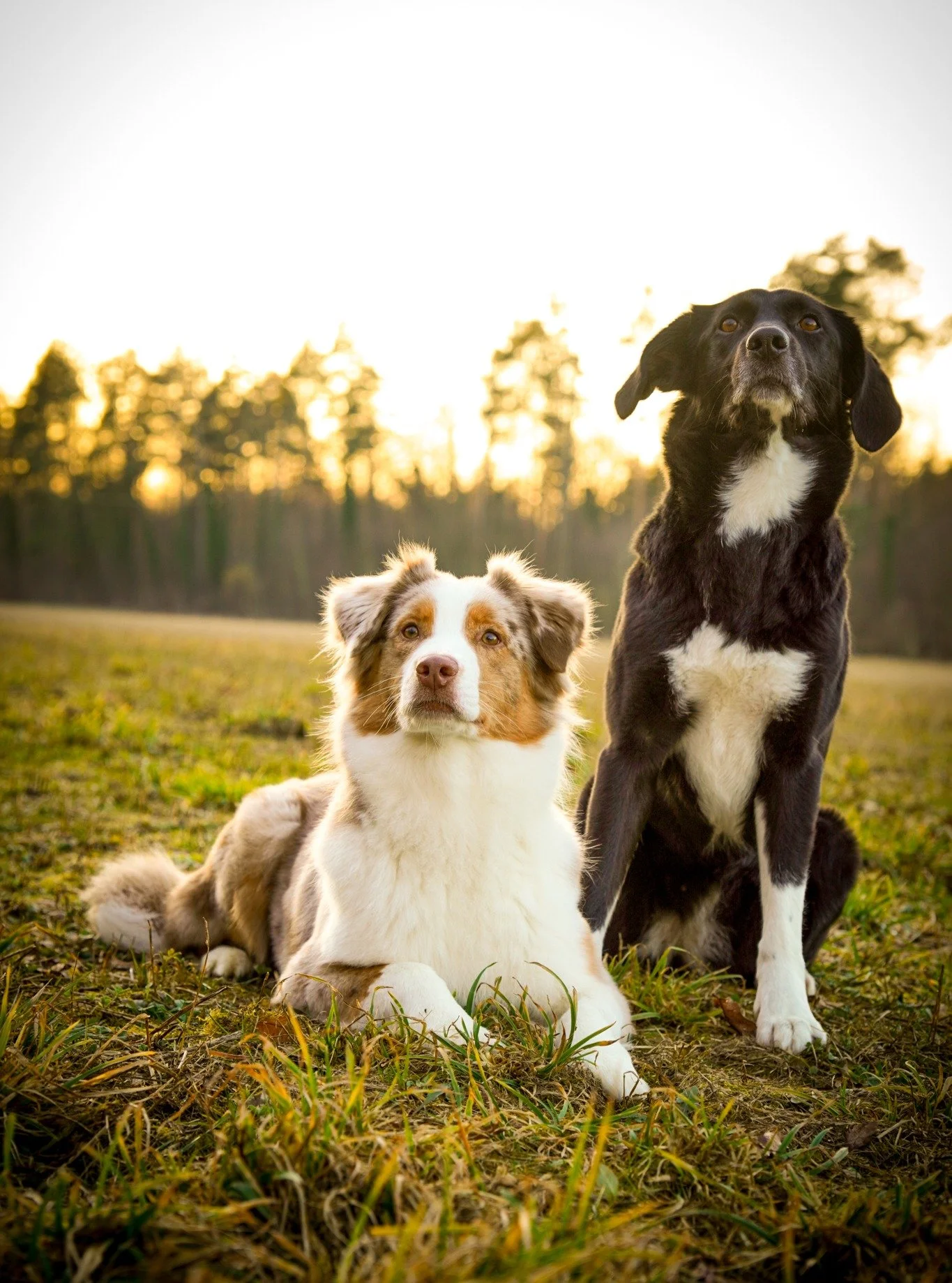 Lia und Endless genie&szlig;en die letzten Sonnenstrahlen des Tages🌞
🐾
#abendsonne #fr&uuml;hlingsgef&uuml;hle #alltagmithund #hundeliebe #canifitfreising