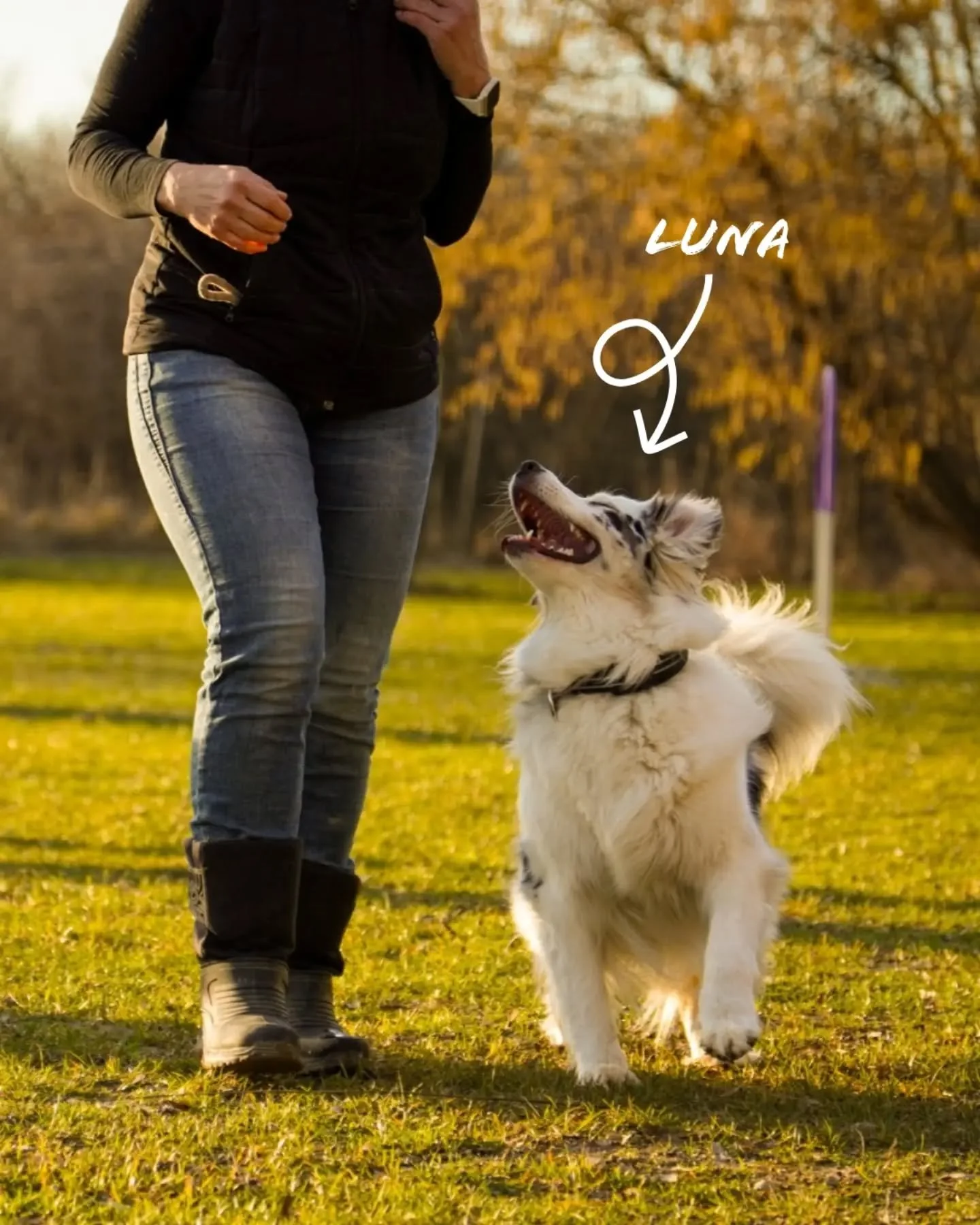 Die liebe Luna zeigt sich freudig in der Fu&szlig;arbeit beim Training🥰 
Bei uns im Verein steht nicht nur die Pr&auml;zision im Vordergrund, sondern vor allem die Freude an der gemeinsamen Arbeit. Schaut euch dieses Strahlen an &ndash; so sieht ein