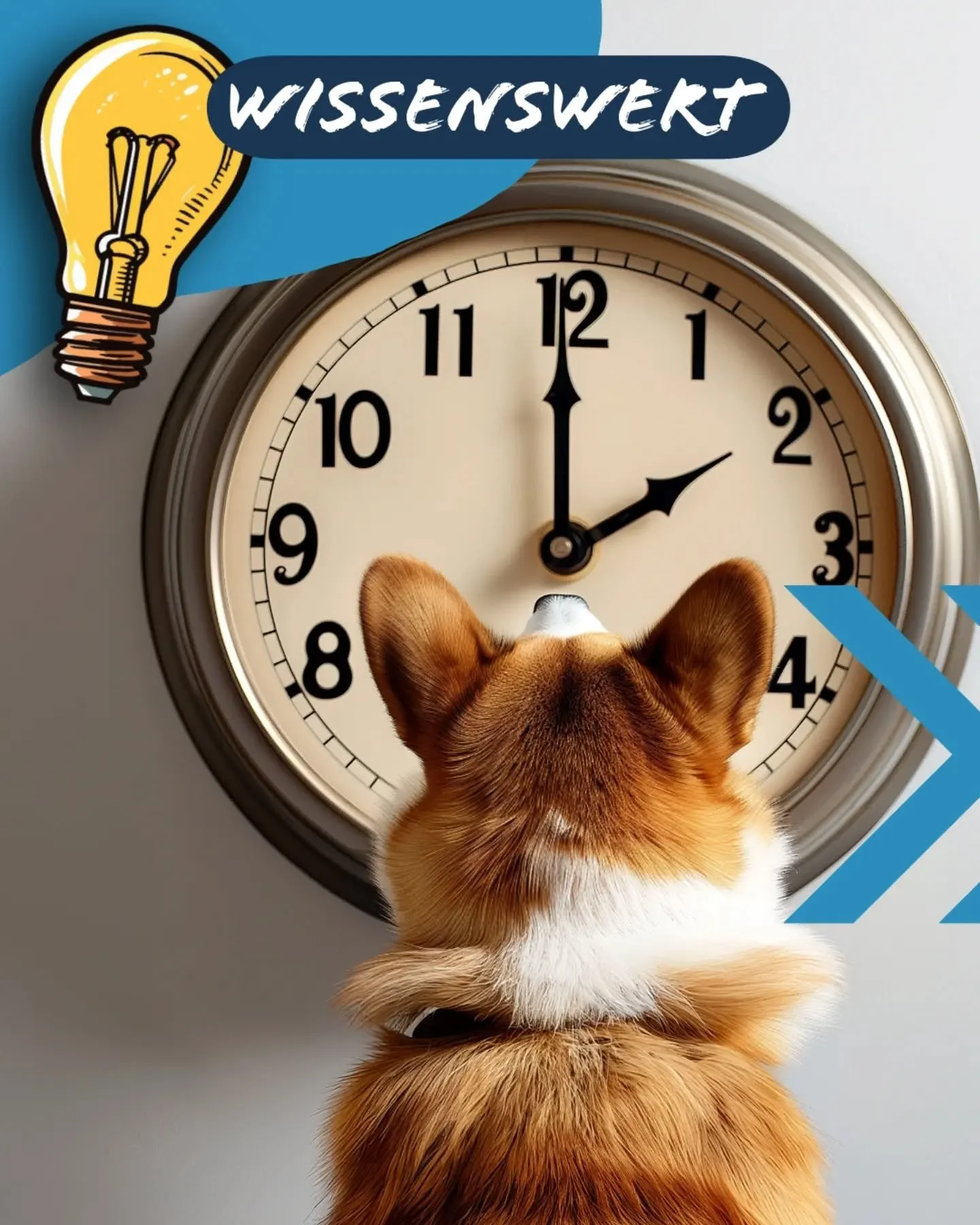 Schon gewusst?
🐾
#hundewissen #dogfacts #wissenswert #hundecommunity #canifit