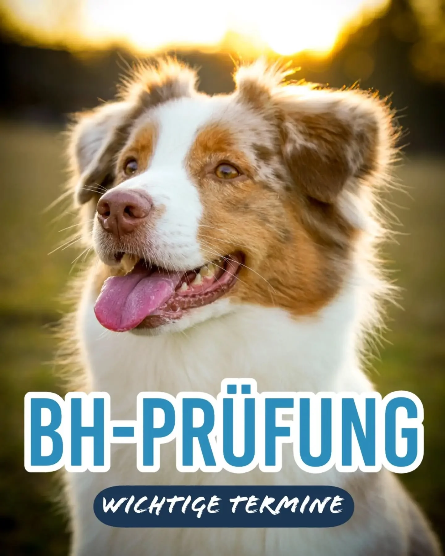 Auch dieses Jahr bieten wir wieder die M&ouml;glichkeit die Begleithundepr&uuml;fung abzulegen☺️ meldet euch bei Fragen gerne per DM
🐾
#begleithundepr&uuml;fung #begleithund #hundepr&uuml;fung #hundeverein #hundeschule