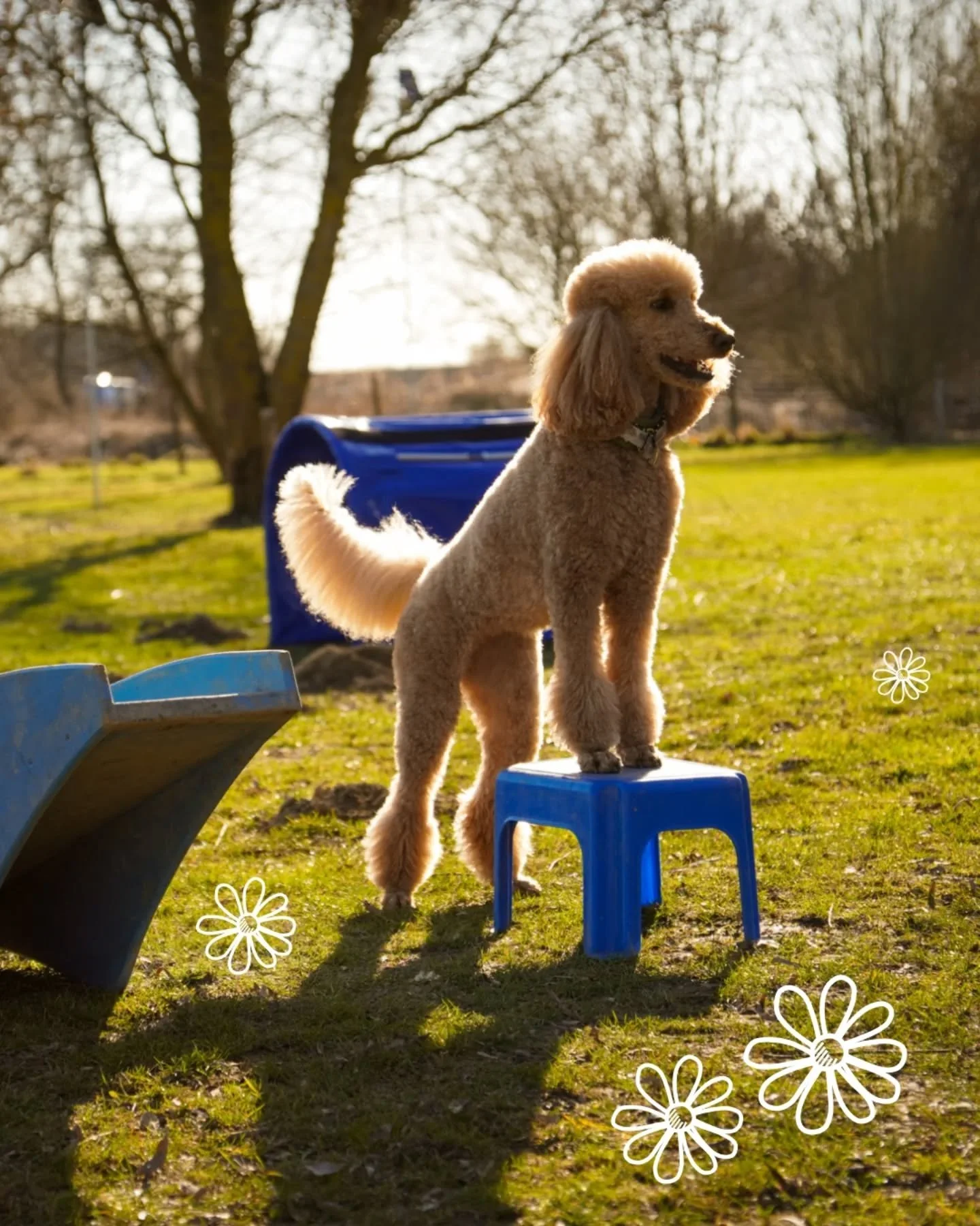 ​Abwechslung ist der Schl&uuml;ssel! 🗝️🐕
​Unsere Freizeitgruppen sind kein &bdquo;Standard-Programm&ldquo;. Wir f&ouml;rdern:
✅ Motorik durch abwechslungsreiche Parcours.
✅ Selbstsicherheit durch gezielte Herausforderungen.
✅ Alltagstauglichkeit f&