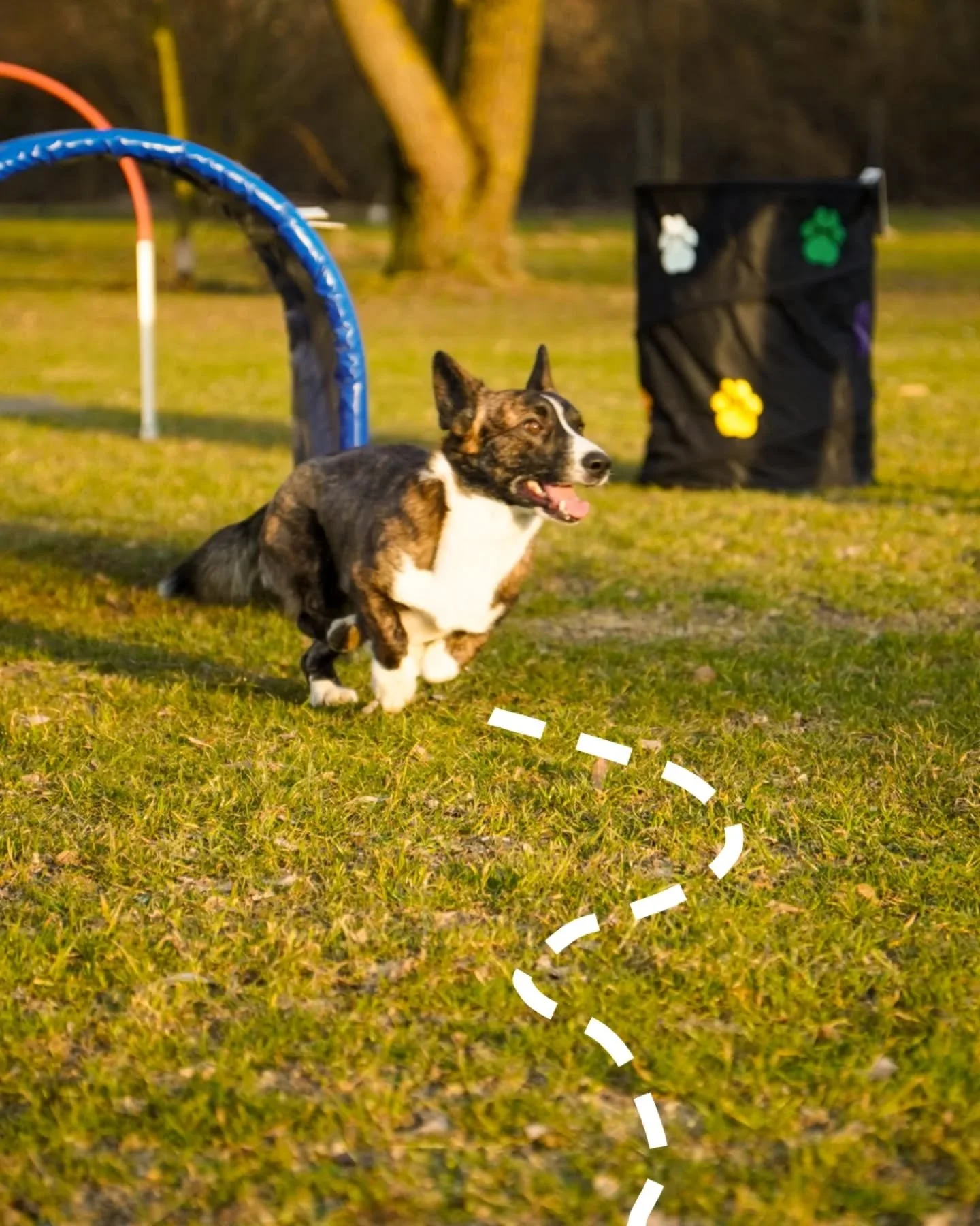 Mit Schwung geht es in die neue Woche☺️
🐾
#hoopers #mondaymotivation #hundetraining #hundesport #canifit