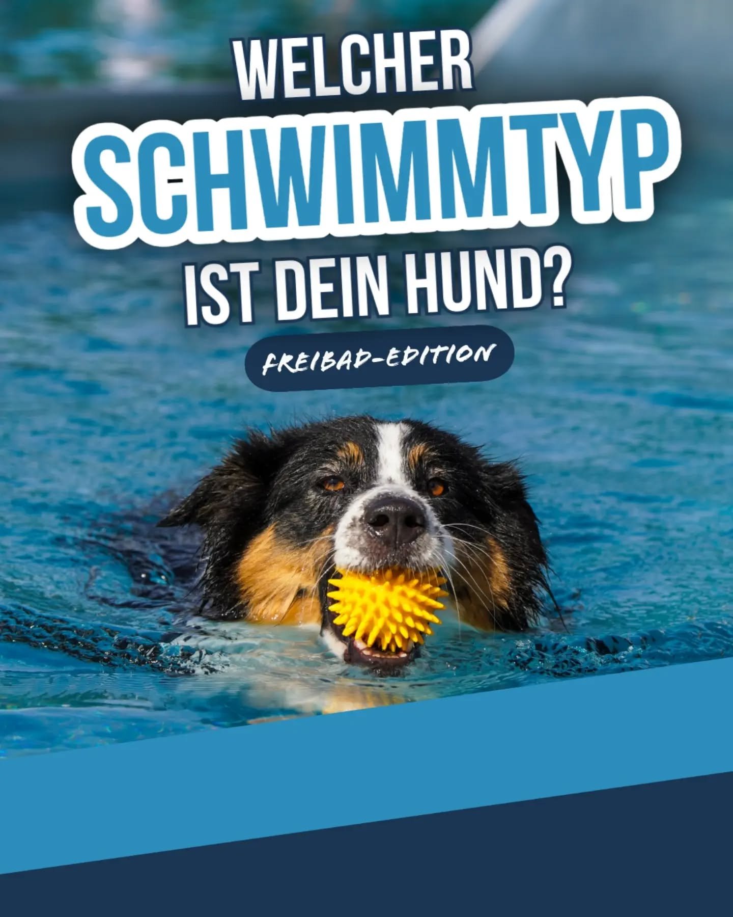 Wenn das Freibad f&uuml;r Zweibeiner schlie&szlig;t, &uuml;bernehmen die Hunde die Beckenregeln! 🏊&zwj;♂️🐾
​Ein Tag voller Wasserbomben, treibender Spielzeuge und maximalem Spa&szlig; &ndash; und man erkennt einfach jeden Hundetyp wieder: Von der w