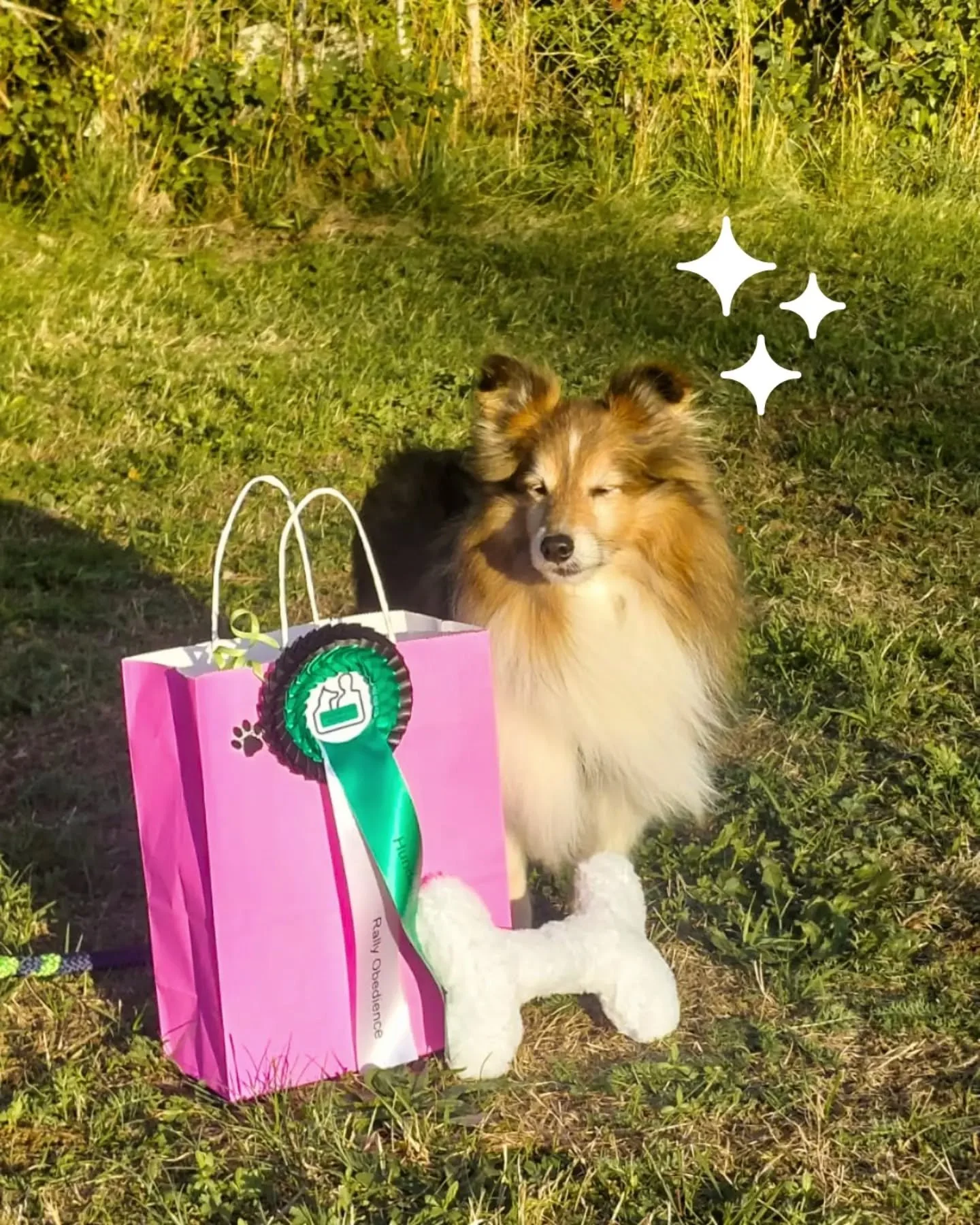 Vergangenes Wochenende konnte der kleine Leo mit Frauchen Silke gleich zweimal den Sieg in der Klasse 2 holen🥳🏆
Auf dem RO Turnier bei @hundefreunde_weiden beendeten die beiden am Samstag mit 98 Punkten und am Sonntag mit sagenhaften 100 Punkten ih