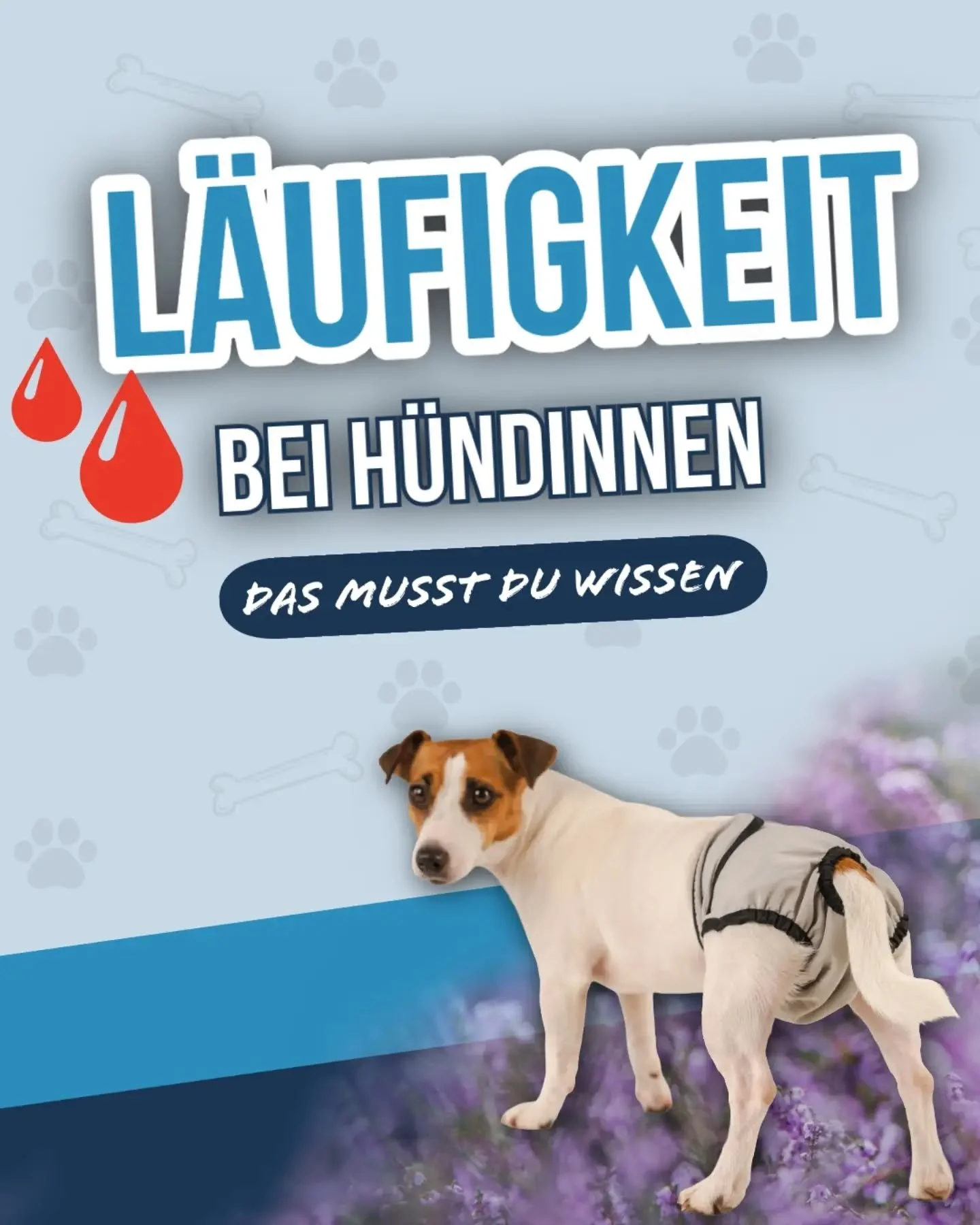 Alle 6 bis 9 Monate steht die Welt f&uuml;r ein paar Wochen Kopf: Die L&auml;ufigkeit steht an! 🩸🐾
​F&uuml;r viele Ersthundehalter wirkt die erste Hitze verunsichernd &ndash; dabei ist sie ein ganz nat&uuml;rlicher, gesunder Prozess im Leben einer 
