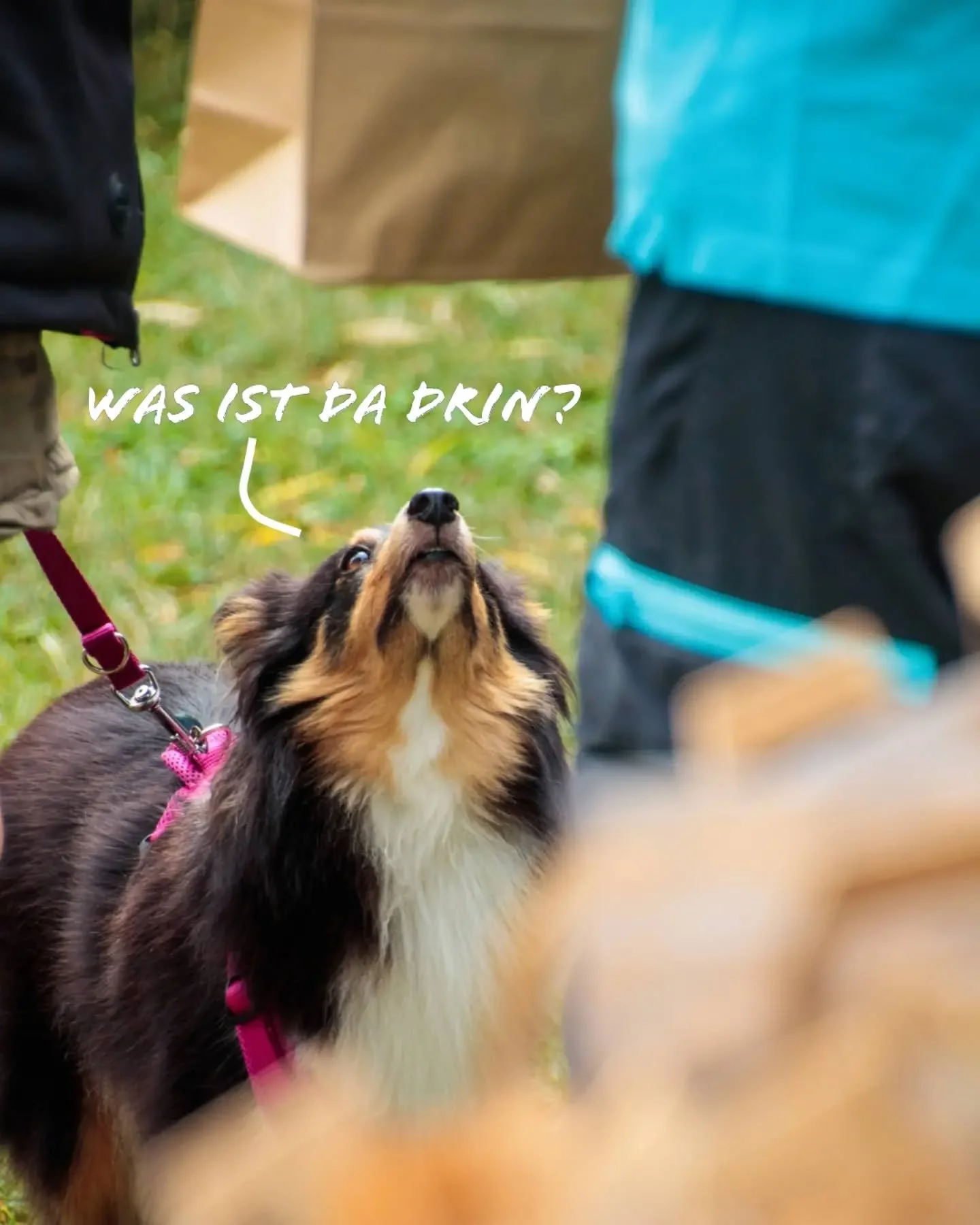 Just dog thoughts🐾💭

#instadogs #dogphotography #hundeverein #hundetraining #canifit