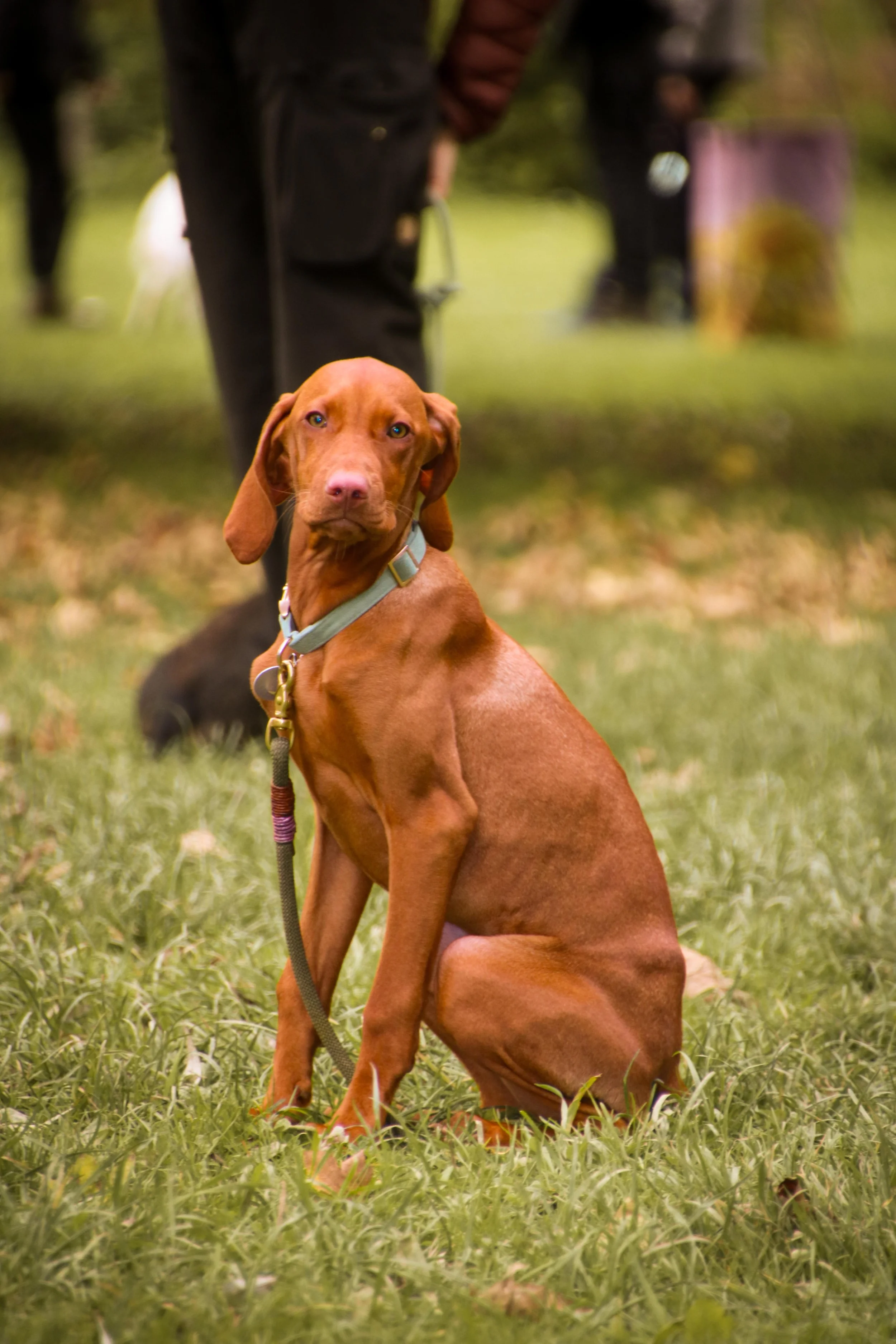Junghund läuft über die Wiese