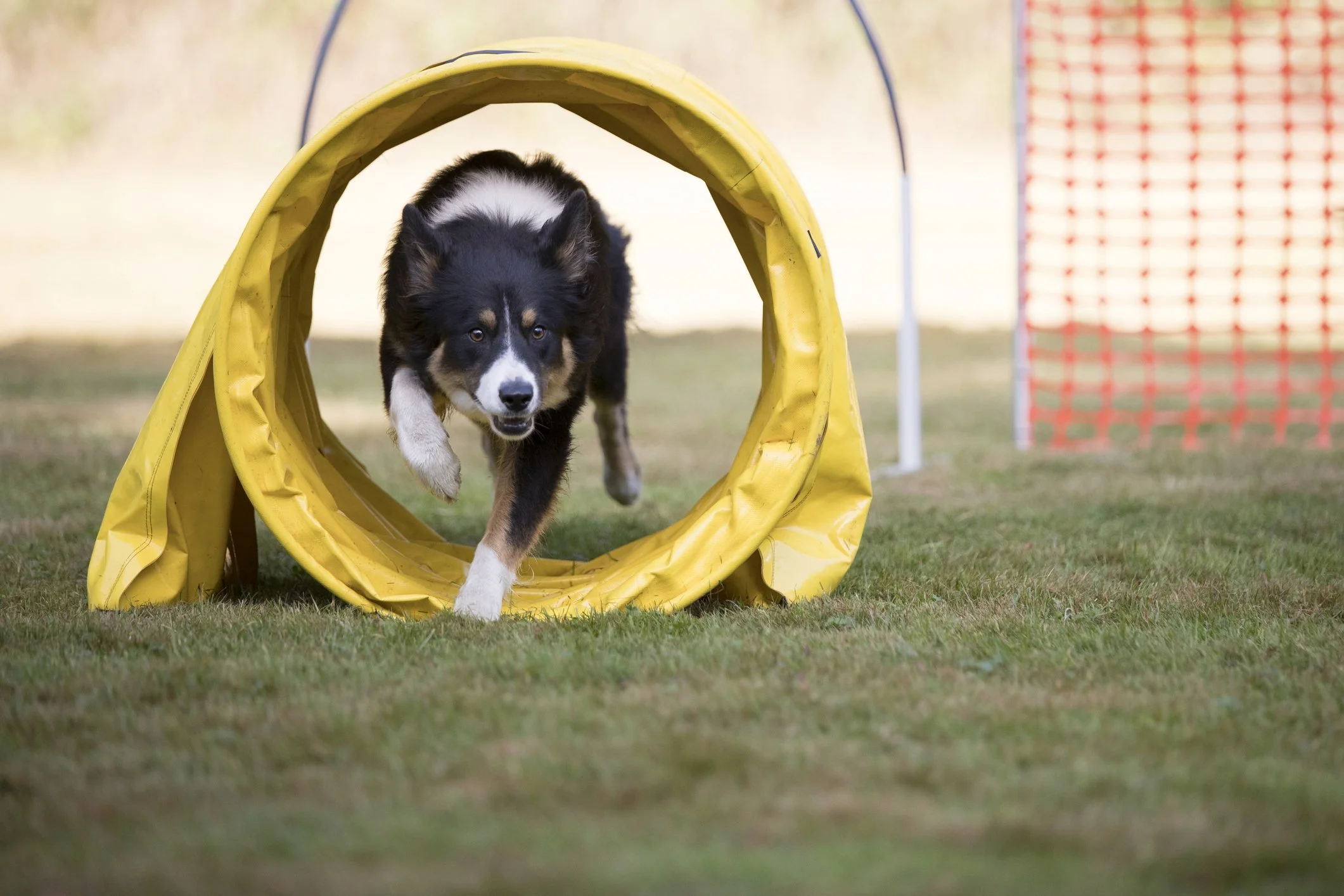 Hund läuft durch einen Hoopers-Tunnel