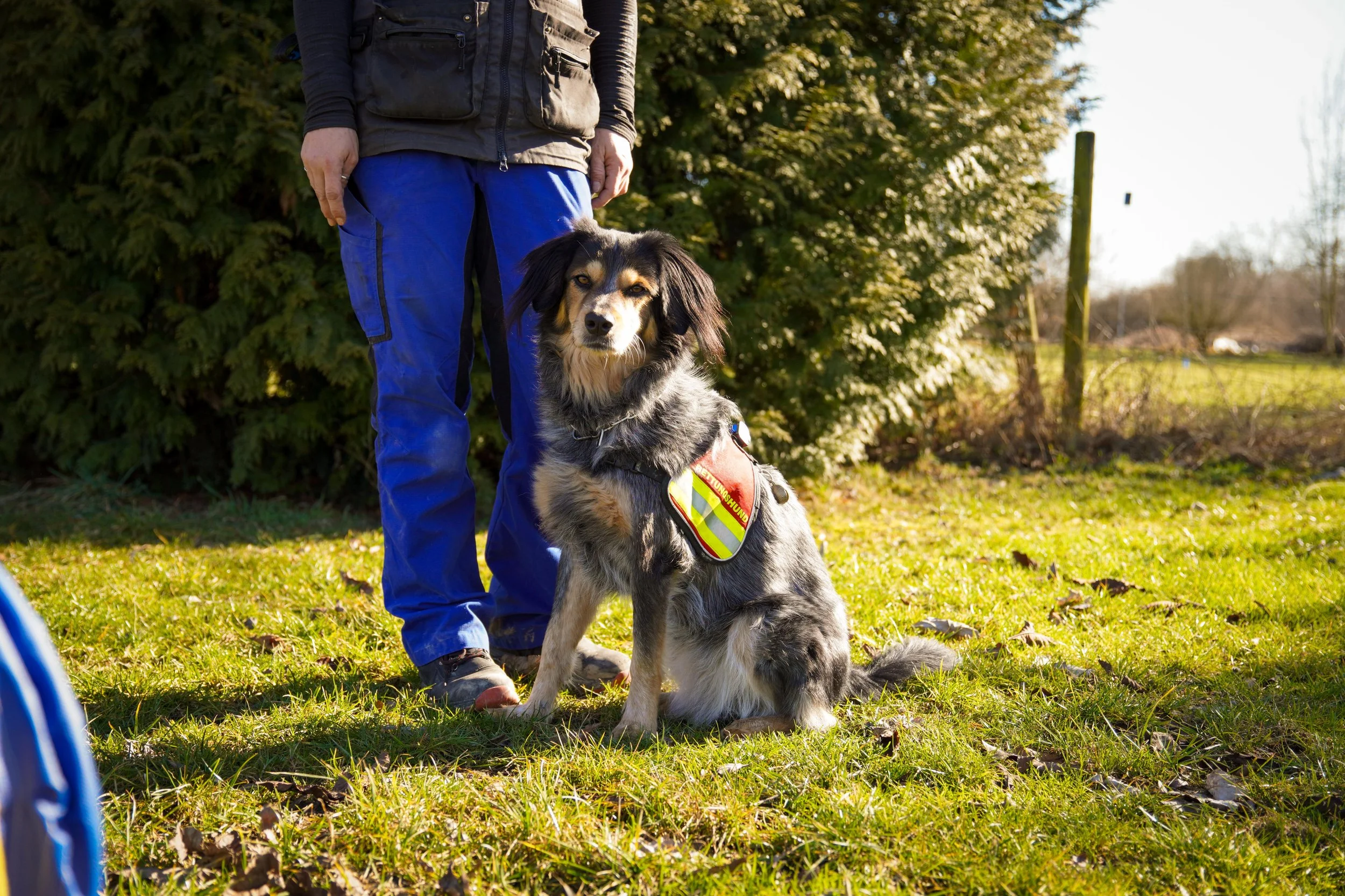 Hund mit Geschirr schaut zu einer Person