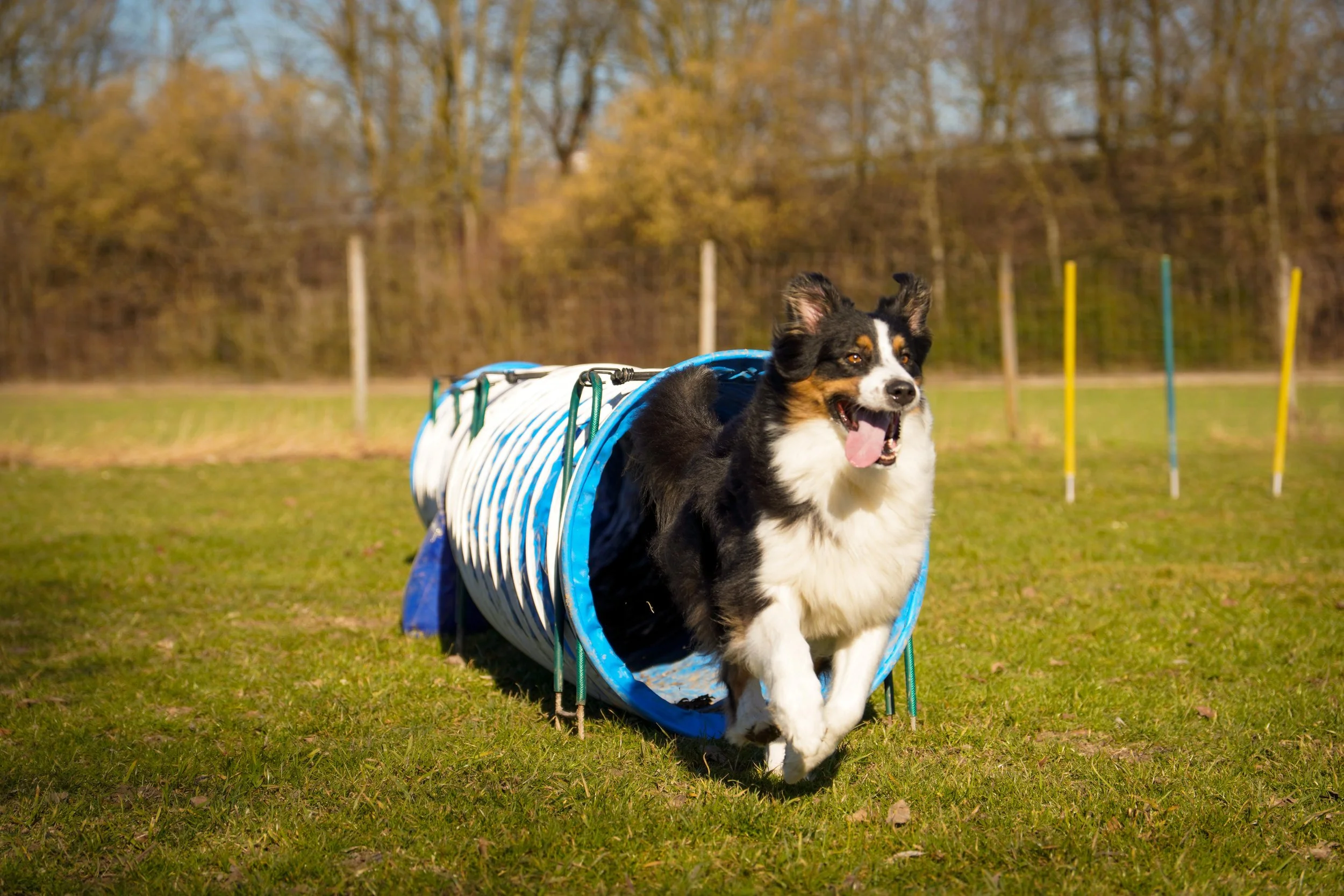 Hund springt über eine Agility-Hürde