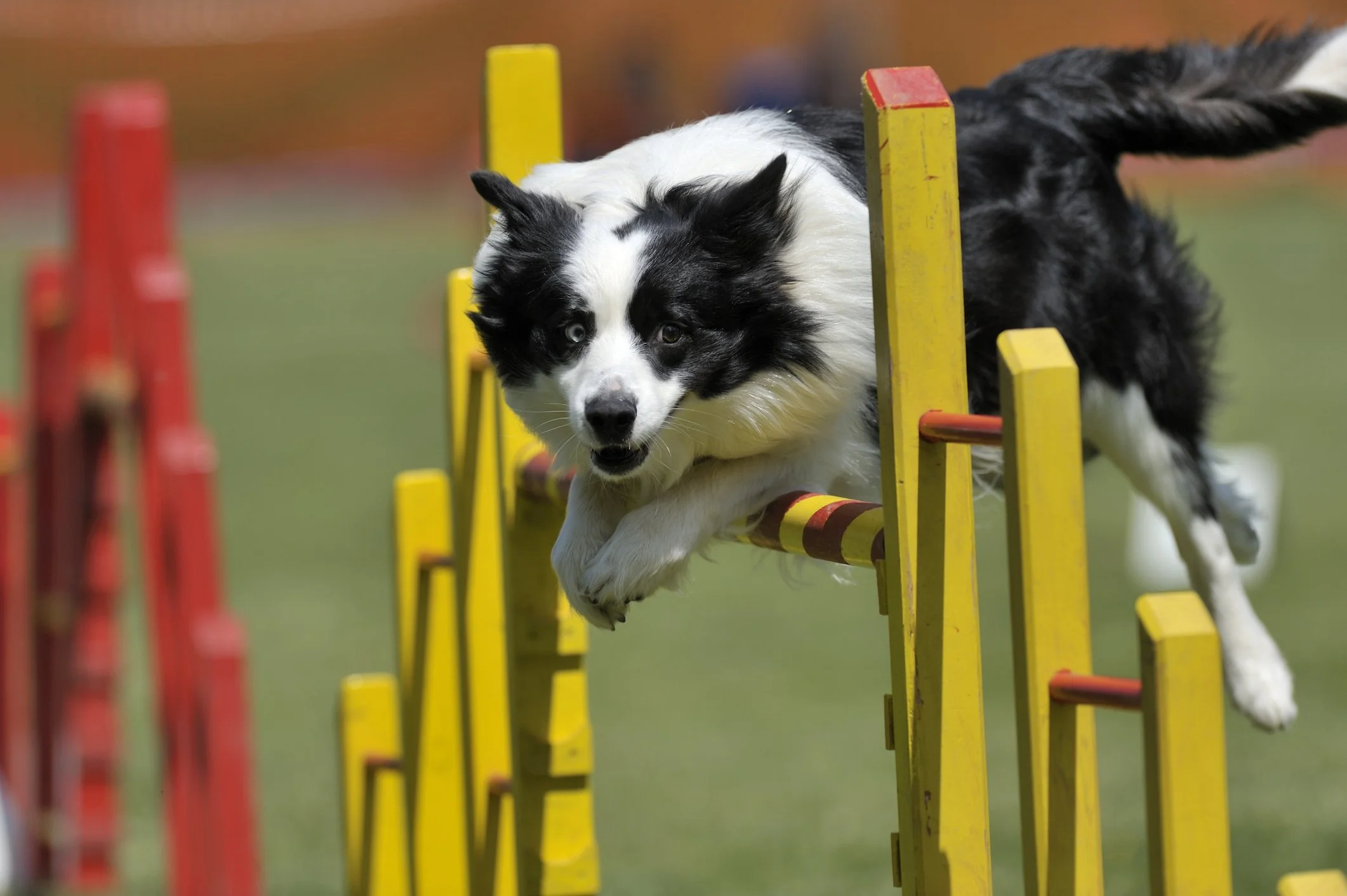Hund springt über eine Agility-Hürde