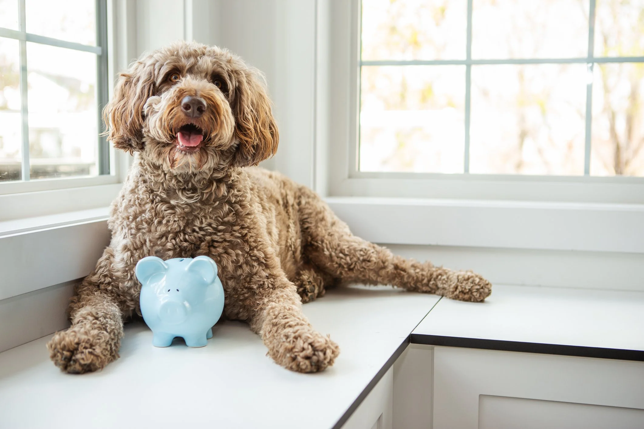 Hund mit Lockenhaar auf weißer Fensterbank, neben eine blaue Sparschwein im Haushalt, Blick nach vorne, sonniger Tag draußen.