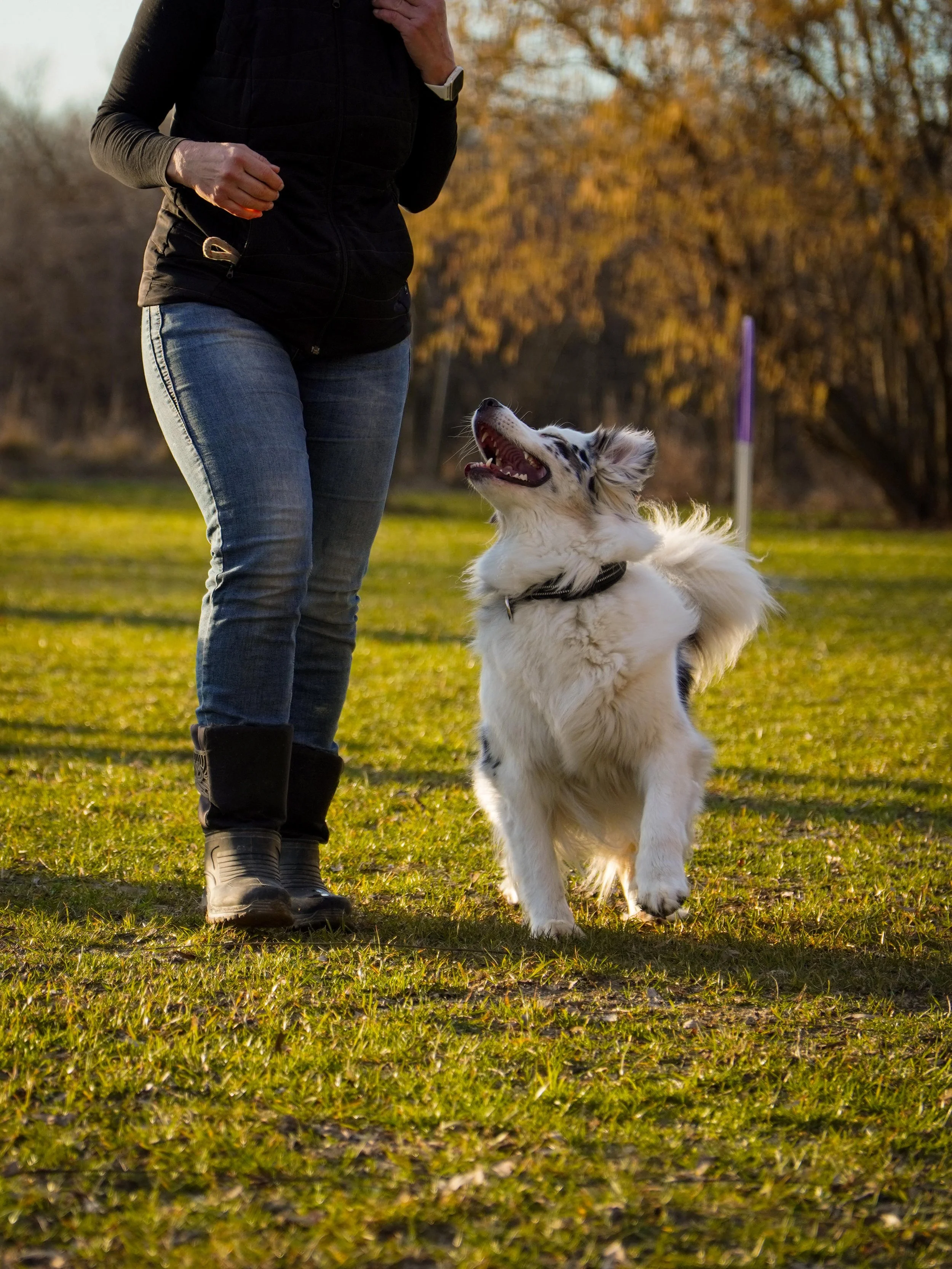 Golden Retriever läuft an der Leine mit einer Person über einen Zebrastreifen