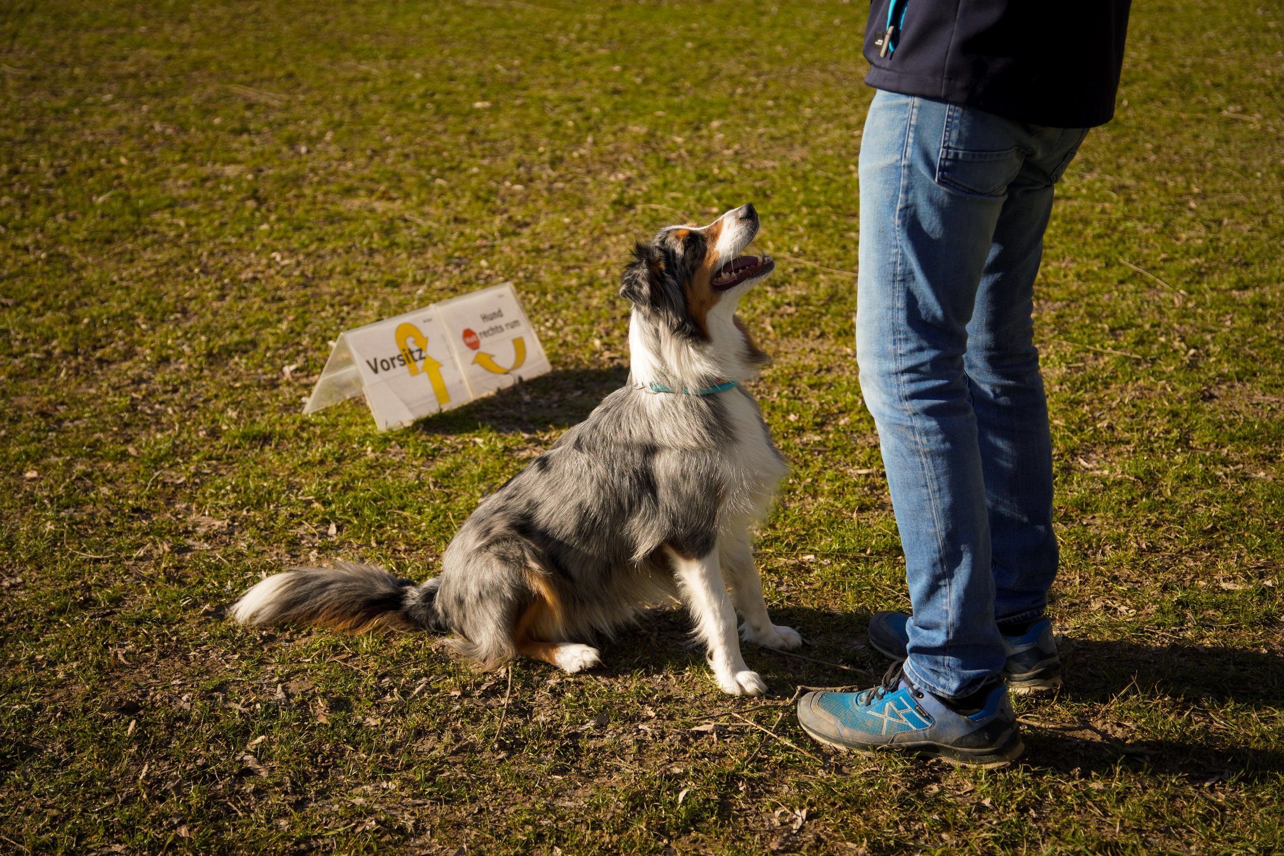 Hund sitzt neben einer Person auf dem Trainingsplatz