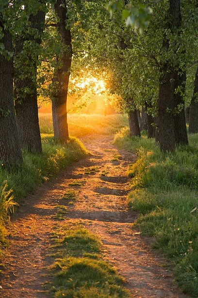 A dirt path through a forest with trees on both sides, sunlight shining through the leaves at sunset, creating a warm glow.