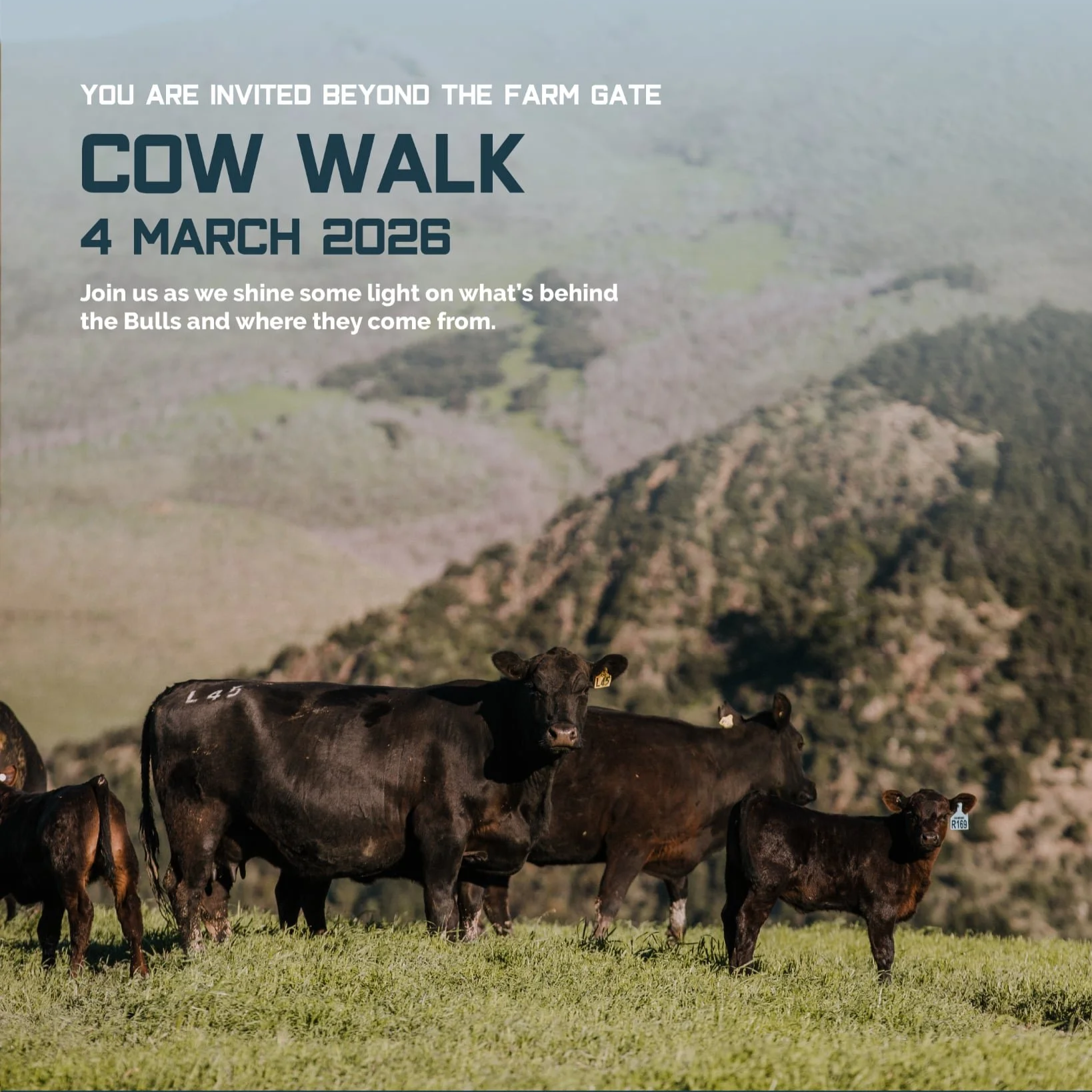 Cow Walk
