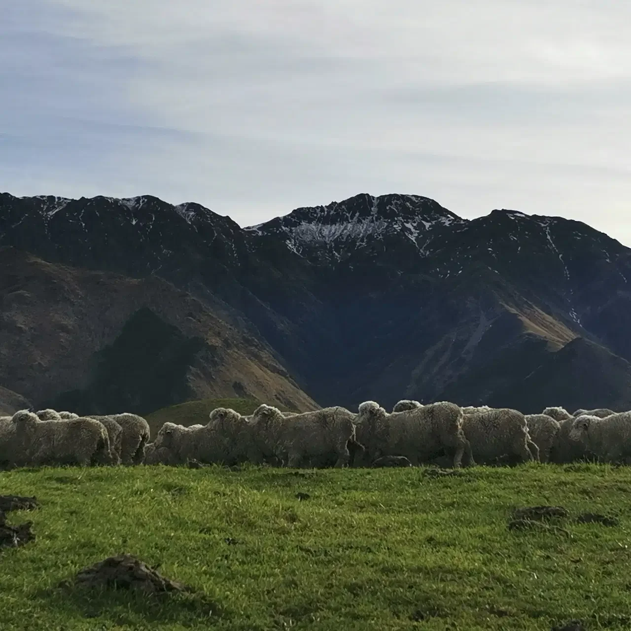 Scenery-Ewes-a.webp