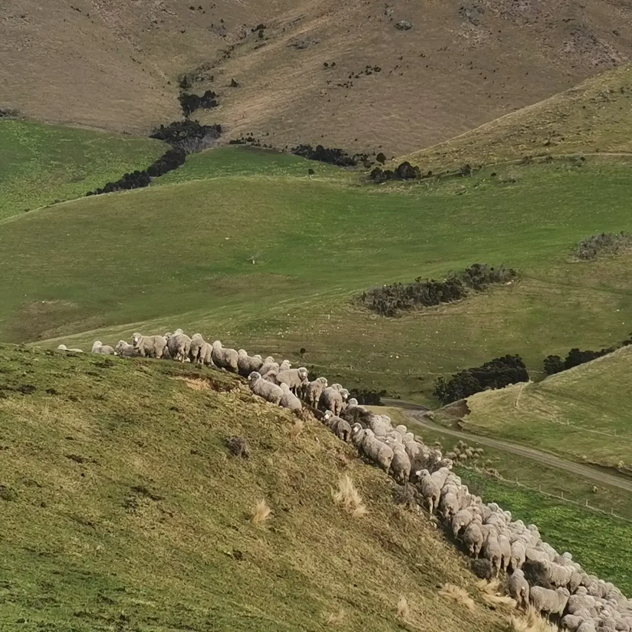 Scenery.-Ewes.webp