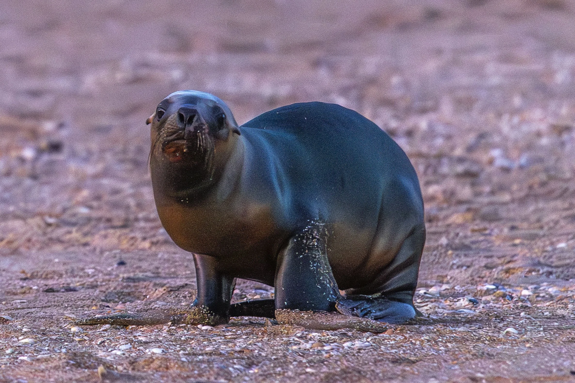 2025-08-09 PdE Luna llena KCW4014.jpg