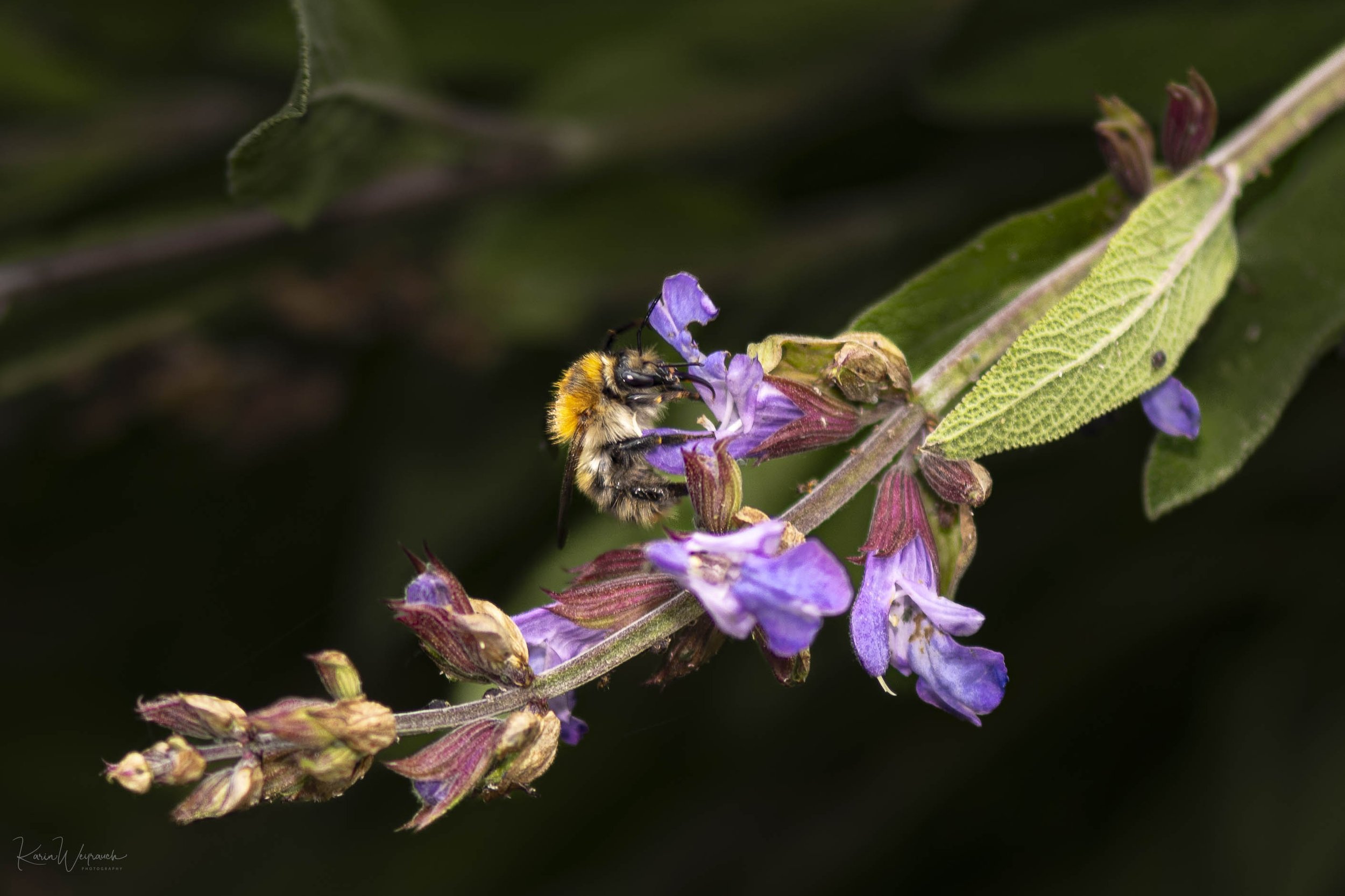 2025-05-26 Kibi Makro   KCW3438.jpg