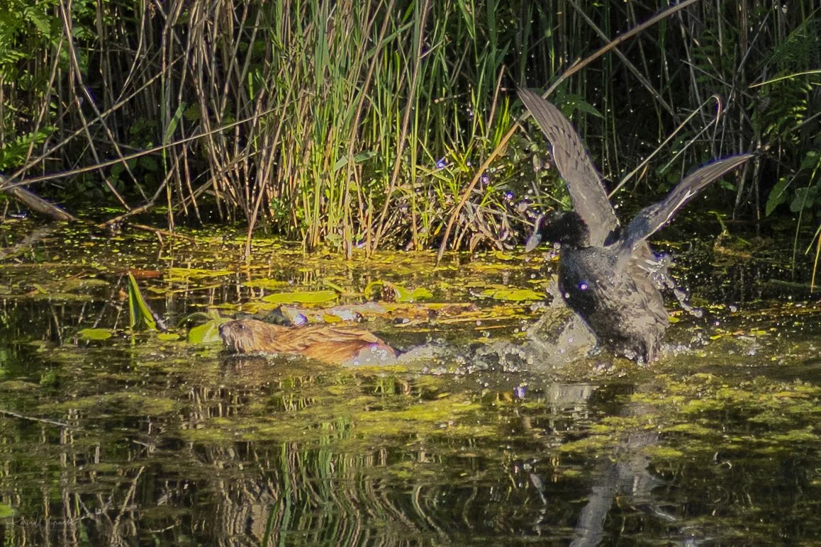 2025-05-30 Federsee  KCW3610.jpg