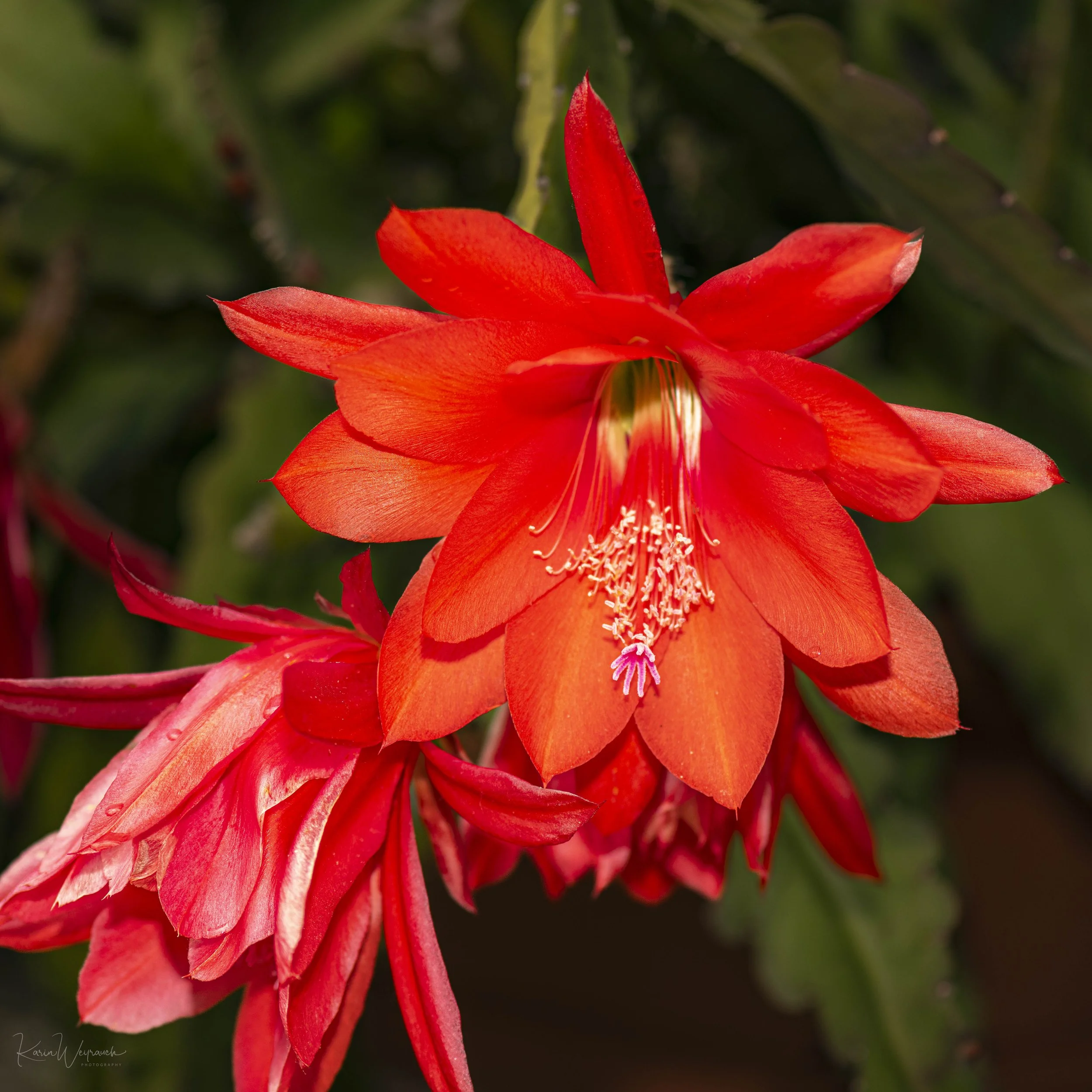 2025-05-26 Kibi Makro   KCW3448.jpg