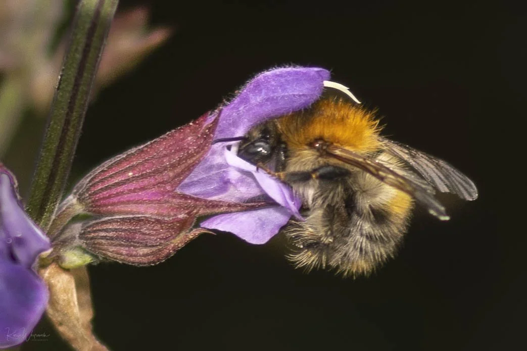 2025-05-26 Kibi Makro   KCW3443.jpg