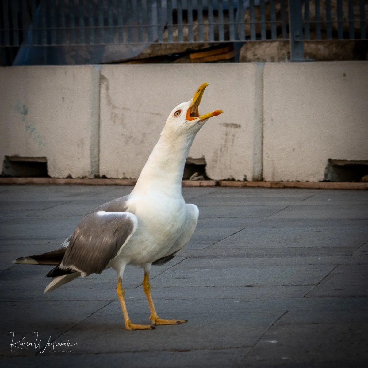 2022-07-2 Venecia KCW3506.jpg