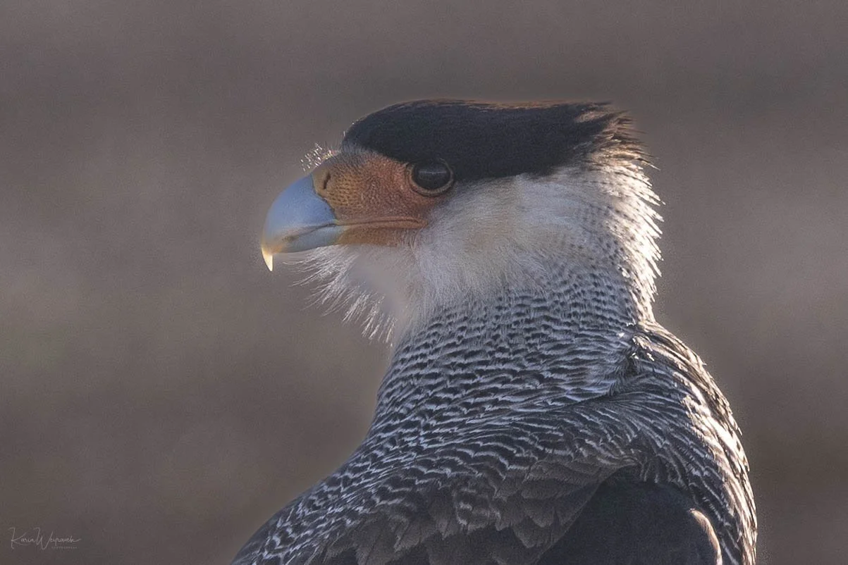 2025-06-27 Chile Torres Paine Parque  KCW5414-Exportadas1-2.jpg