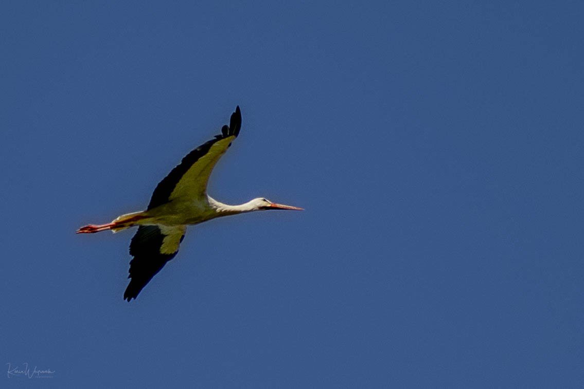 2025-05-30 Federsee  KCW3474.jpg