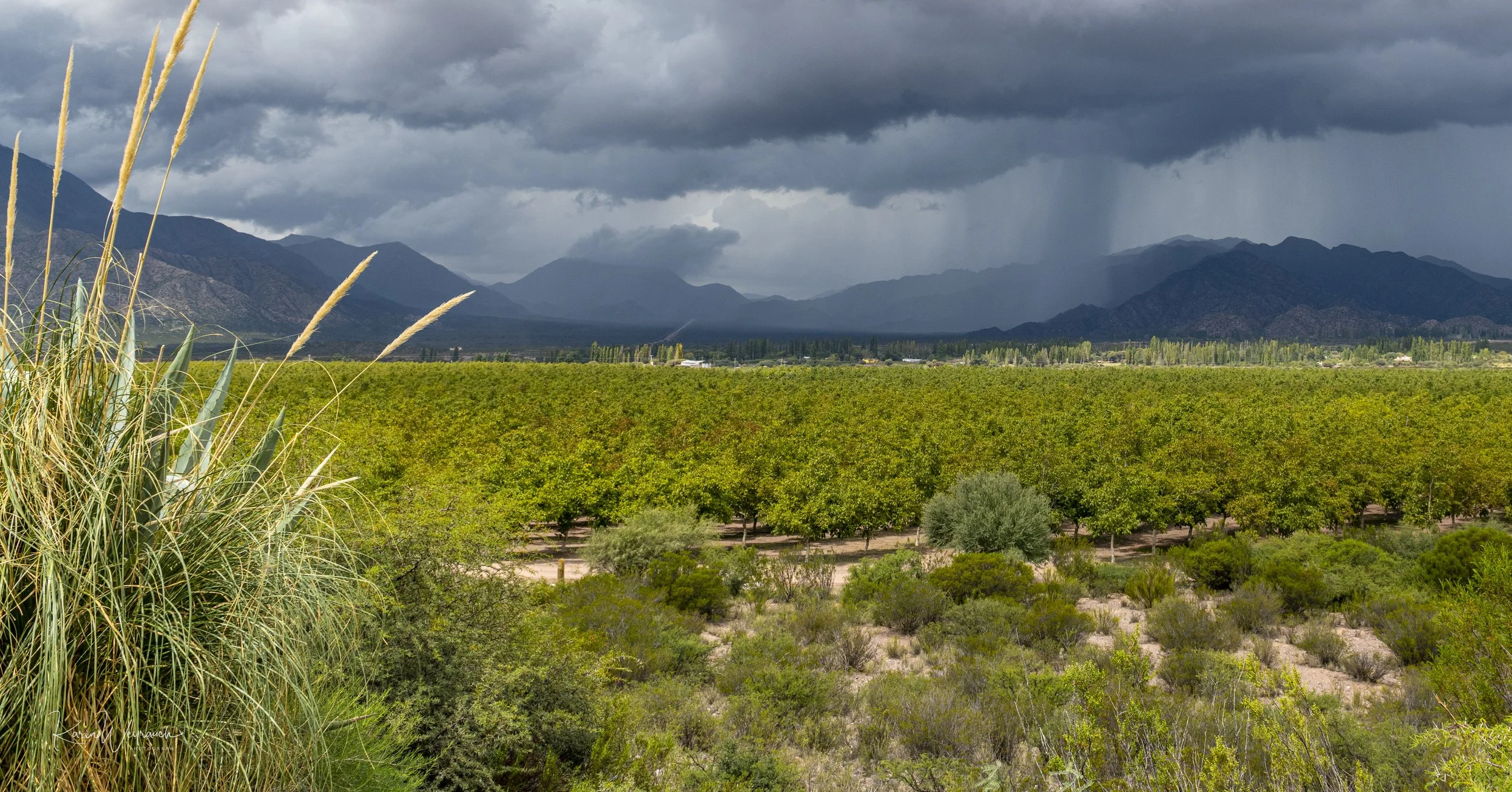 2024-03-28 La Rioja Paya Huasi KCW8244.jpg